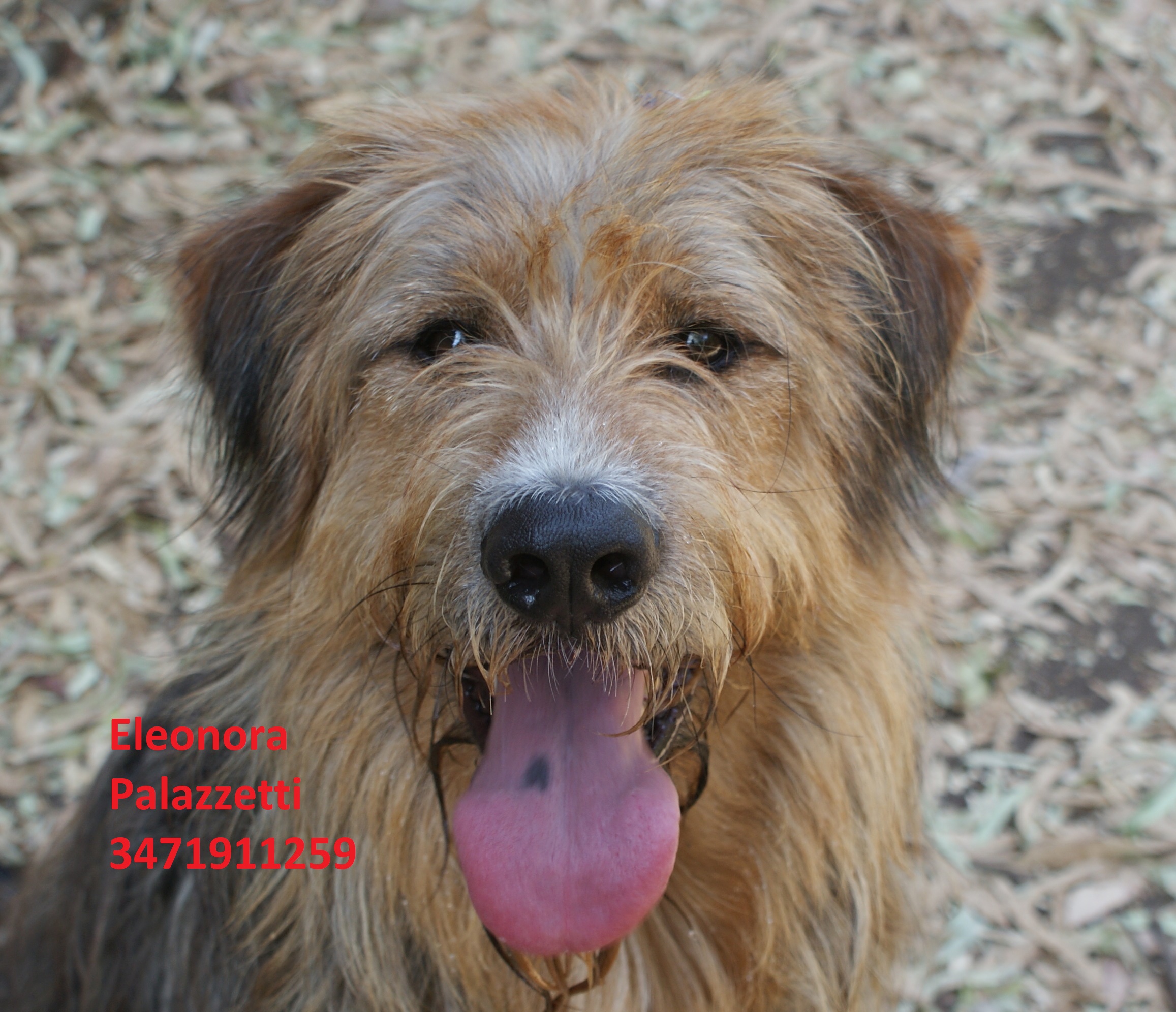 Buddy 18.7.2019 n. 10