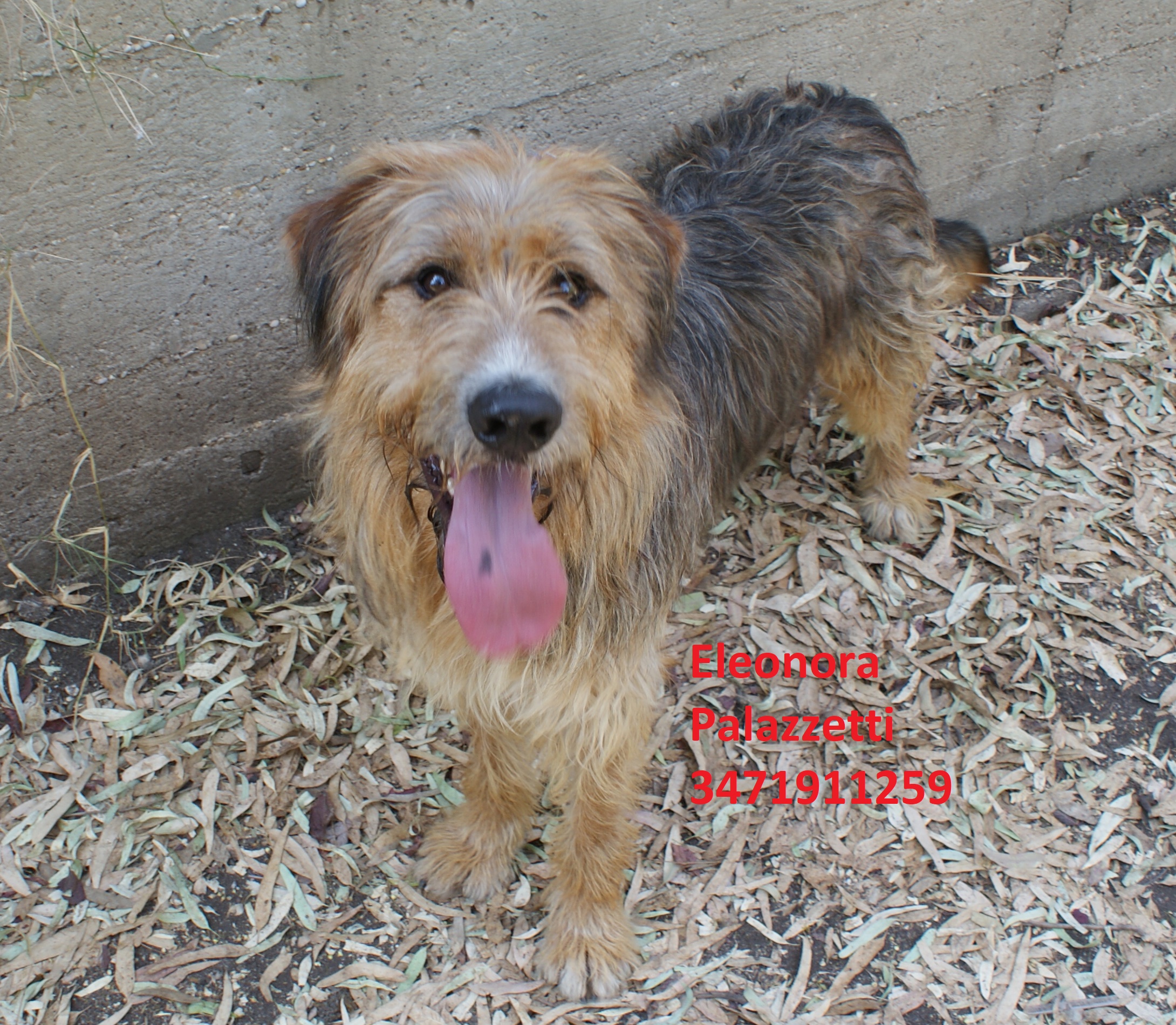 Buddy 18.7.2019 n. 11