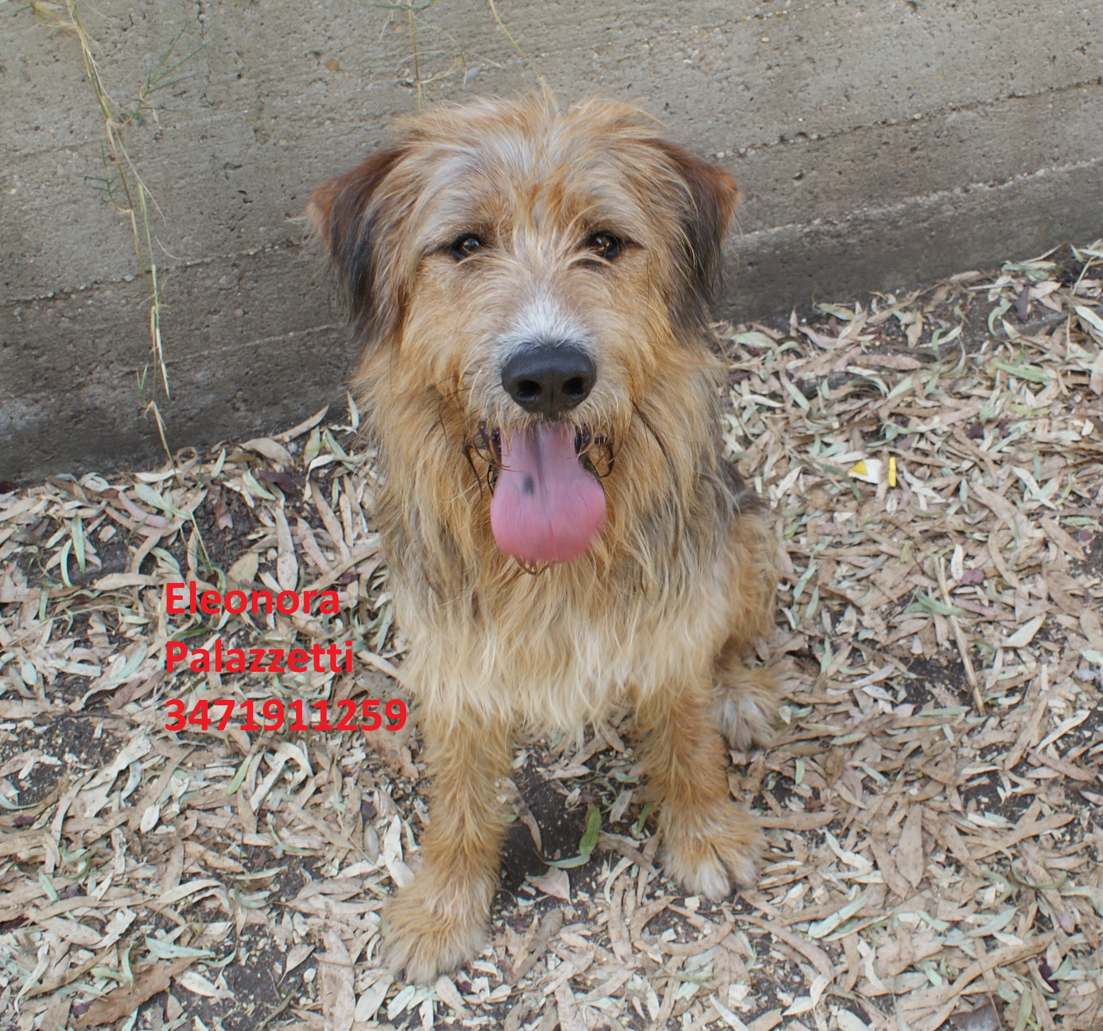 Buddy 18.7.2019 n. 2