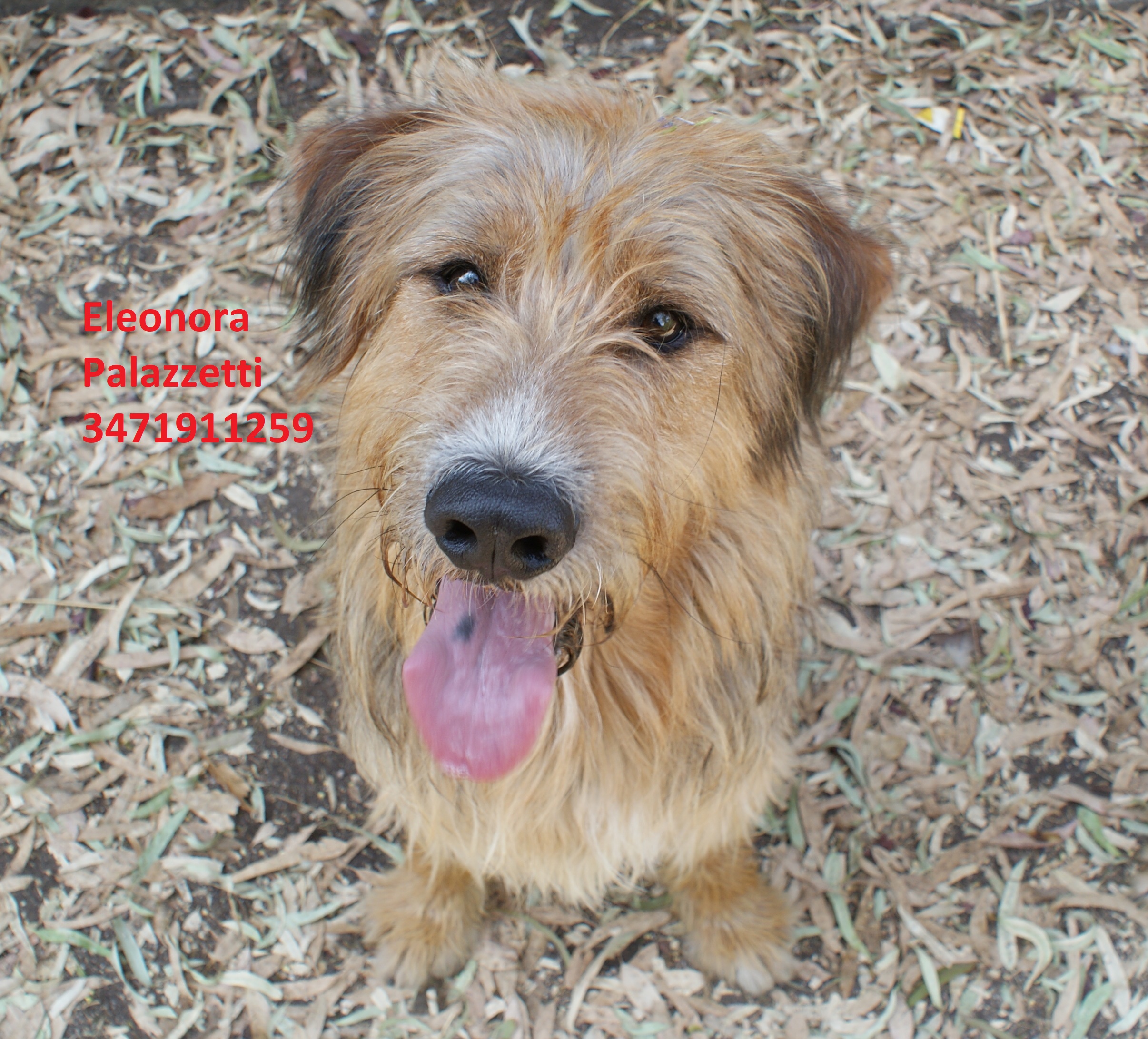 Buddy 18.7.2019 n. 3