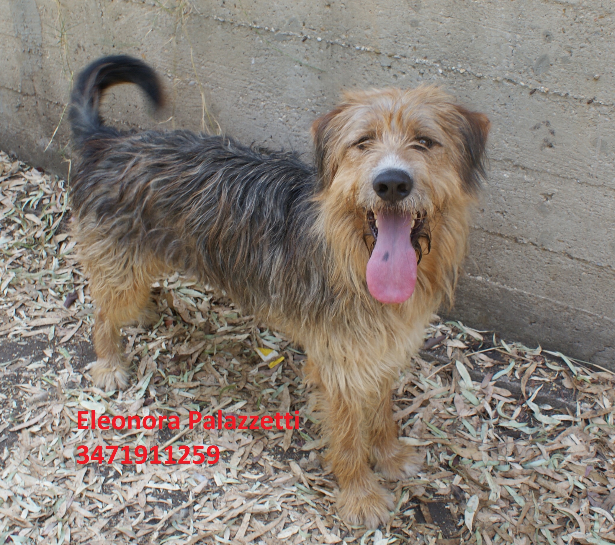 Buddy 18.7.2019 n. 5