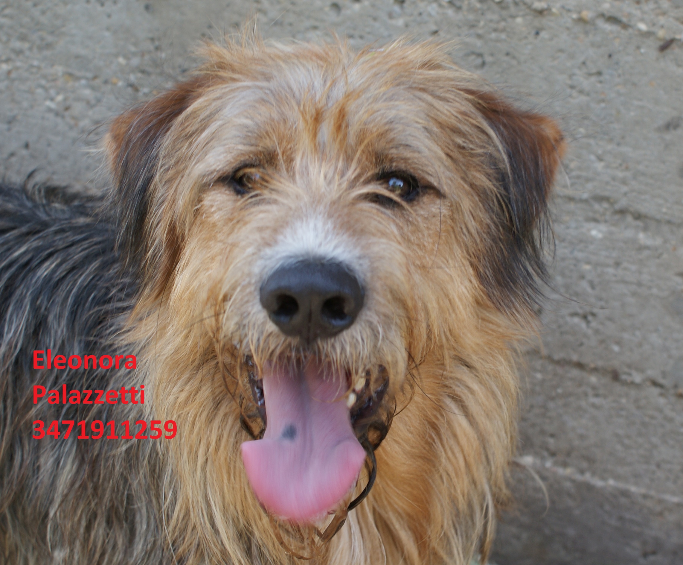 Buddy 18.7.2019 n. 6