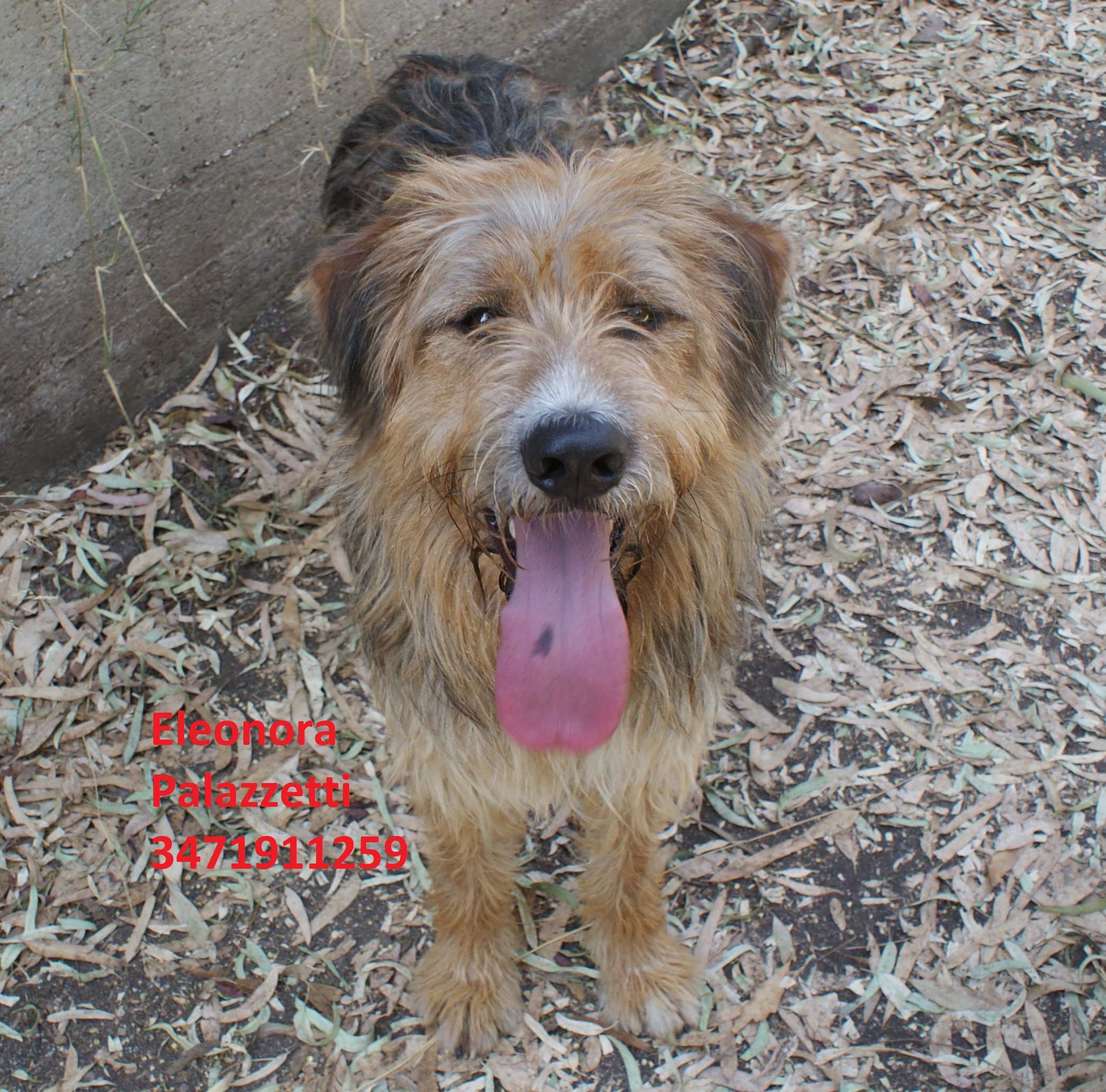 Buddy 18.7.2019 n. 7