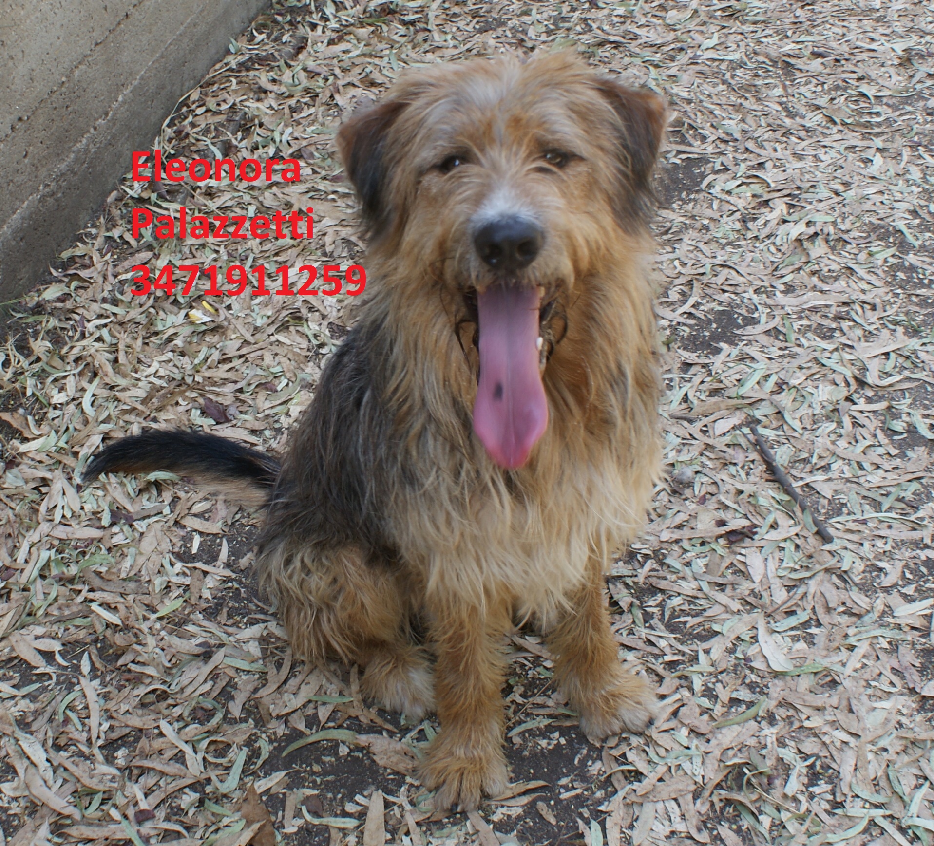 Buddy 18.7.2019 n. 8