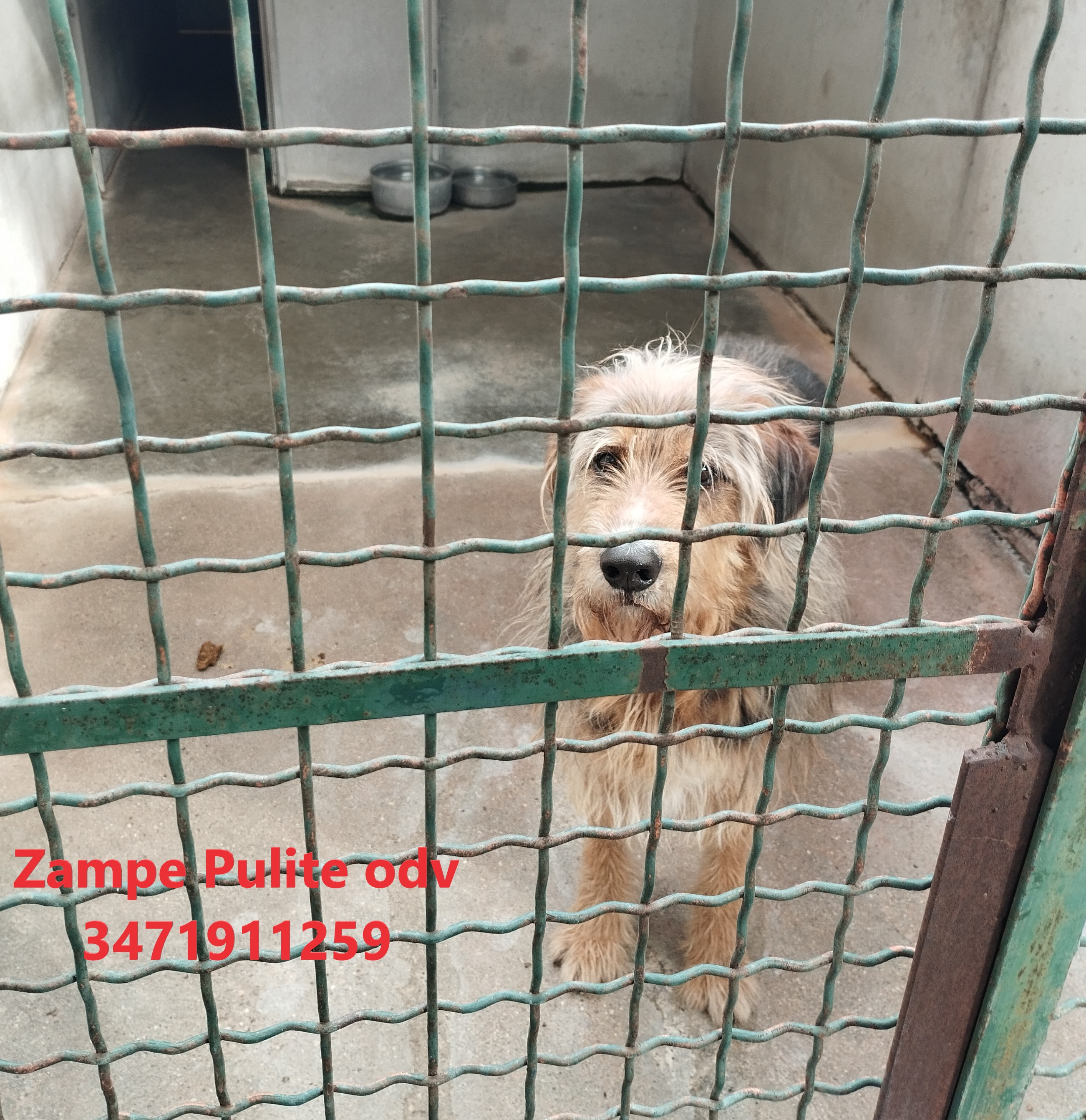 Buddy 30.04.2024 n. 1