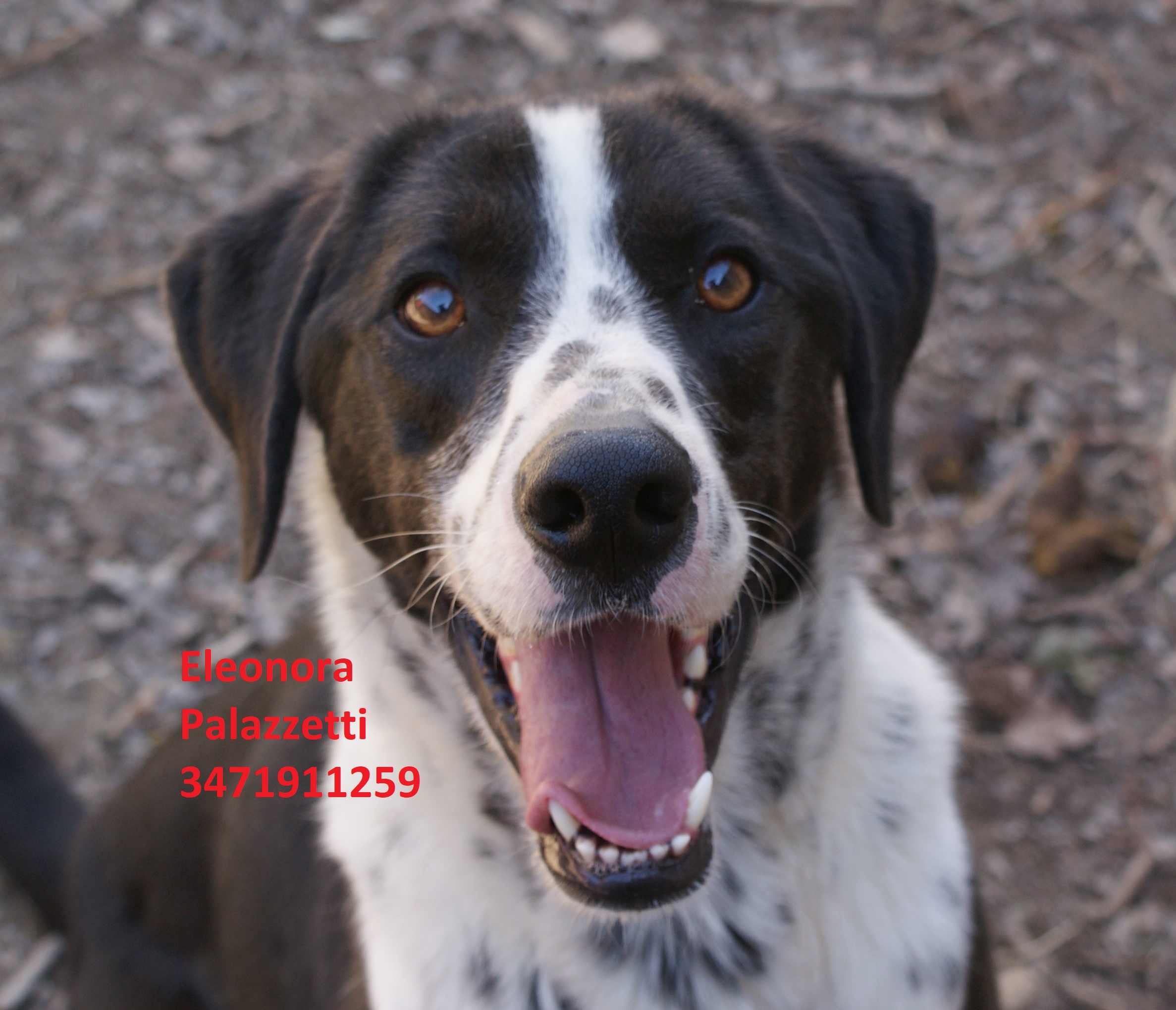 Cody 12.3.2019 n. 10