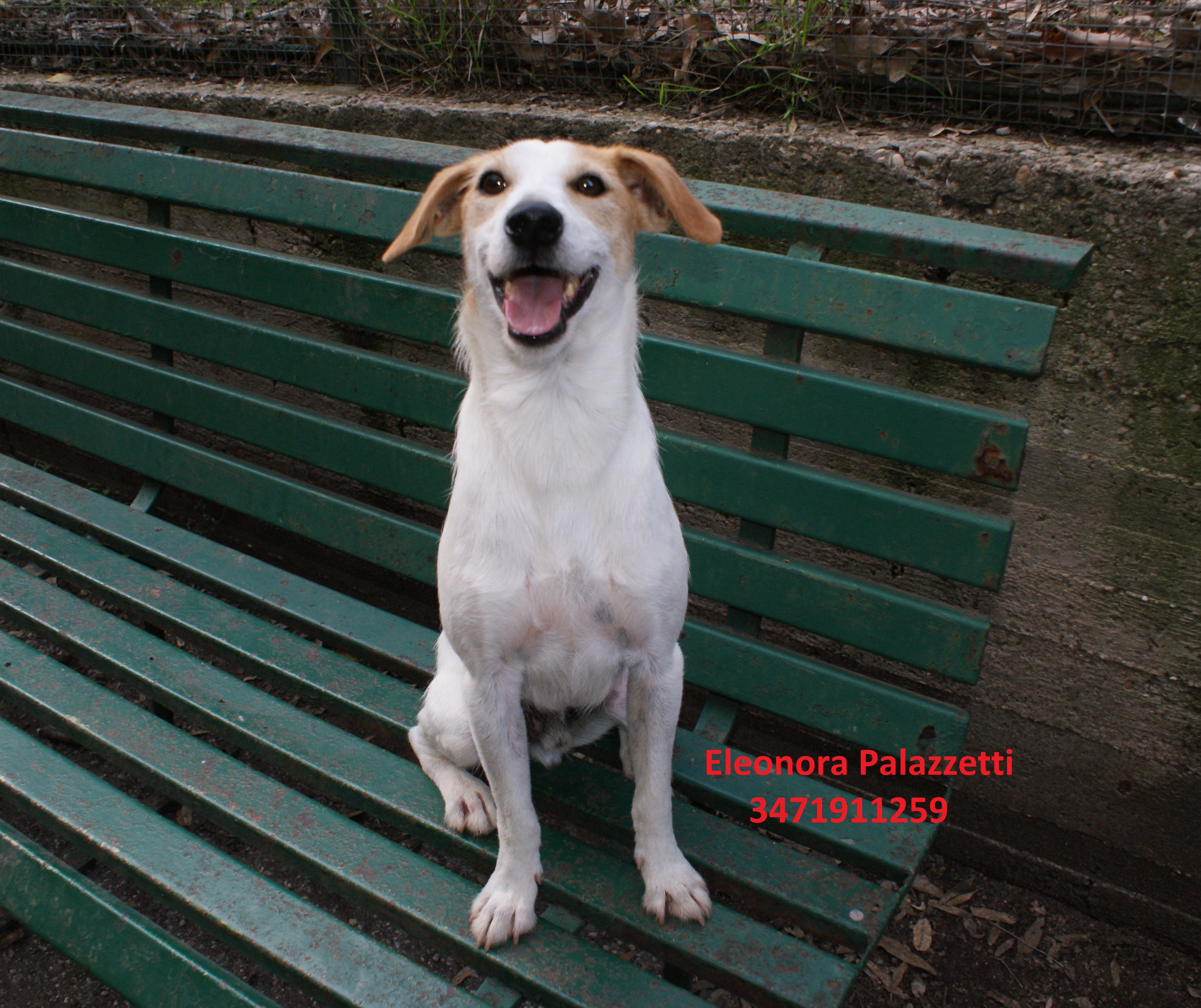 Colletto 9.10.2020 n. 7