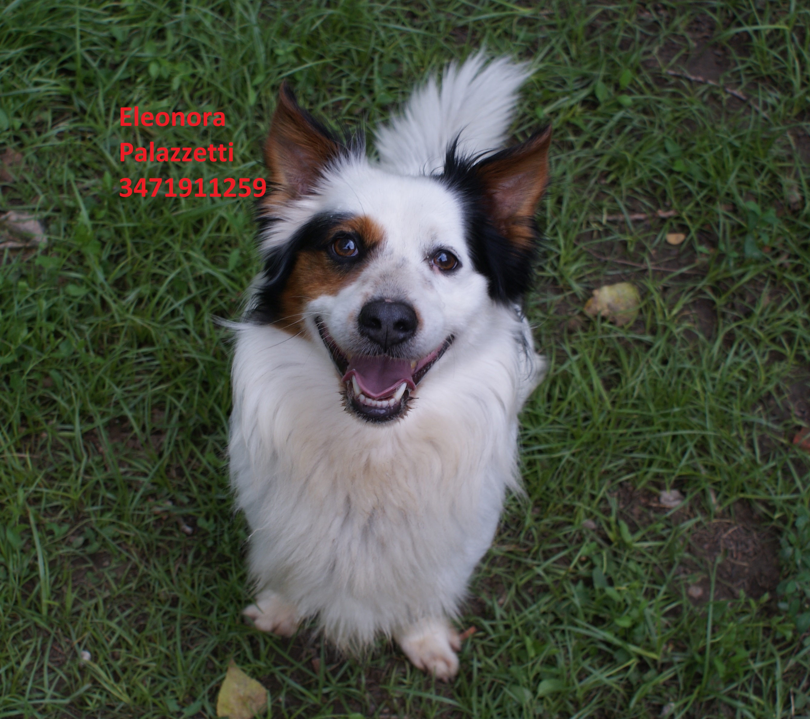 Corgi 31.5.2019 n. 1