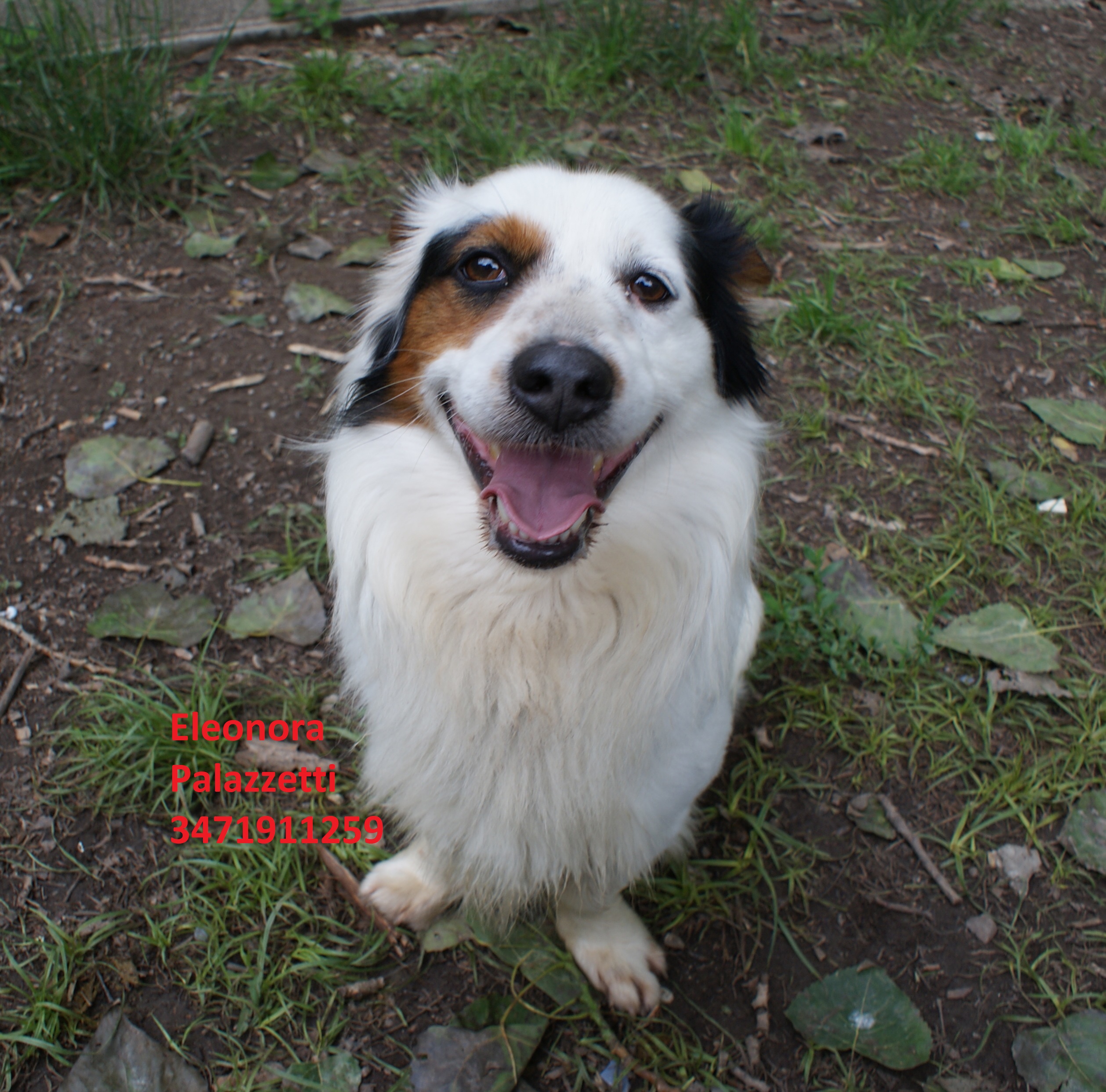 Corgi 31.5.2019 n. 4