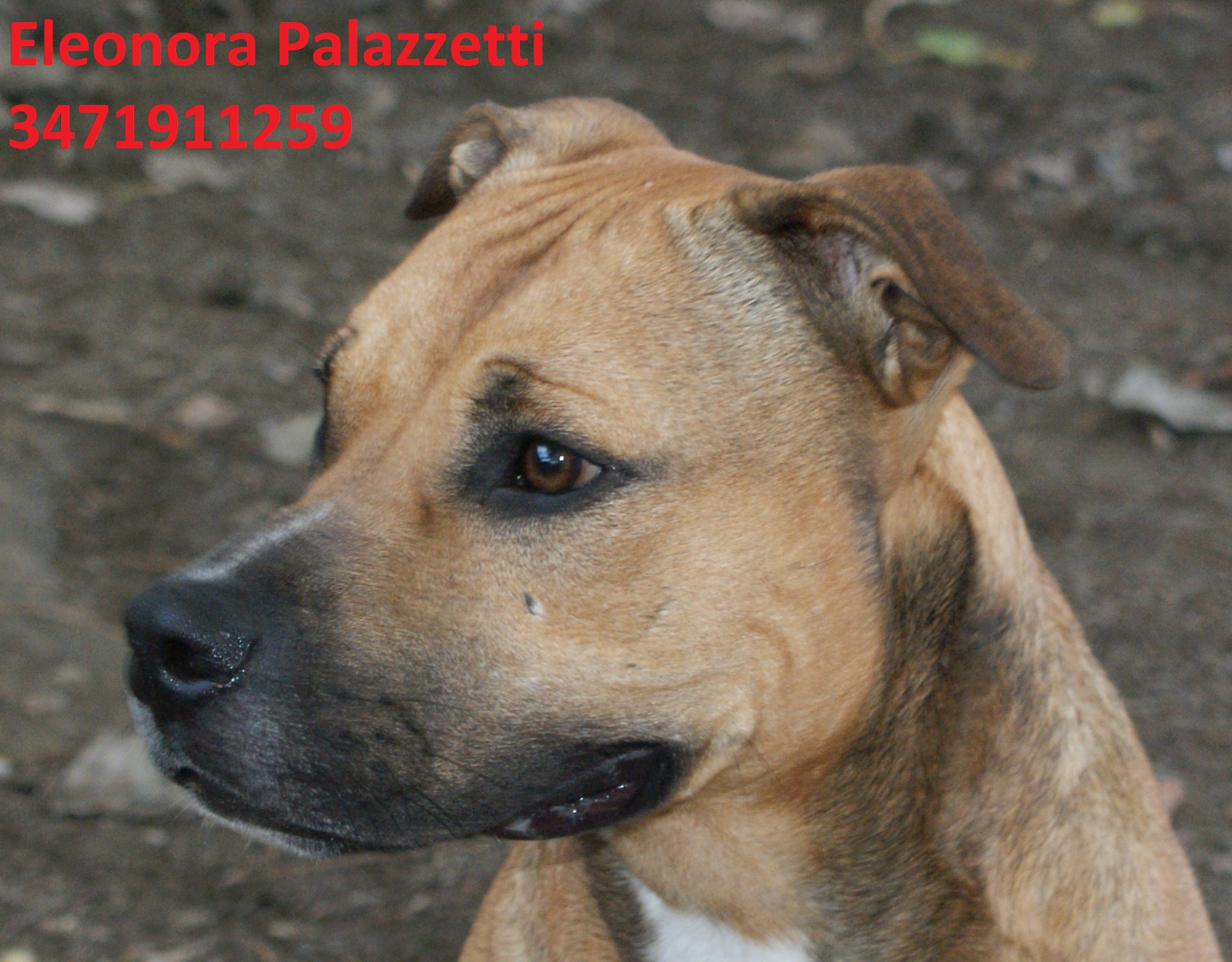 Eros pit 24.9.2020 n. 1