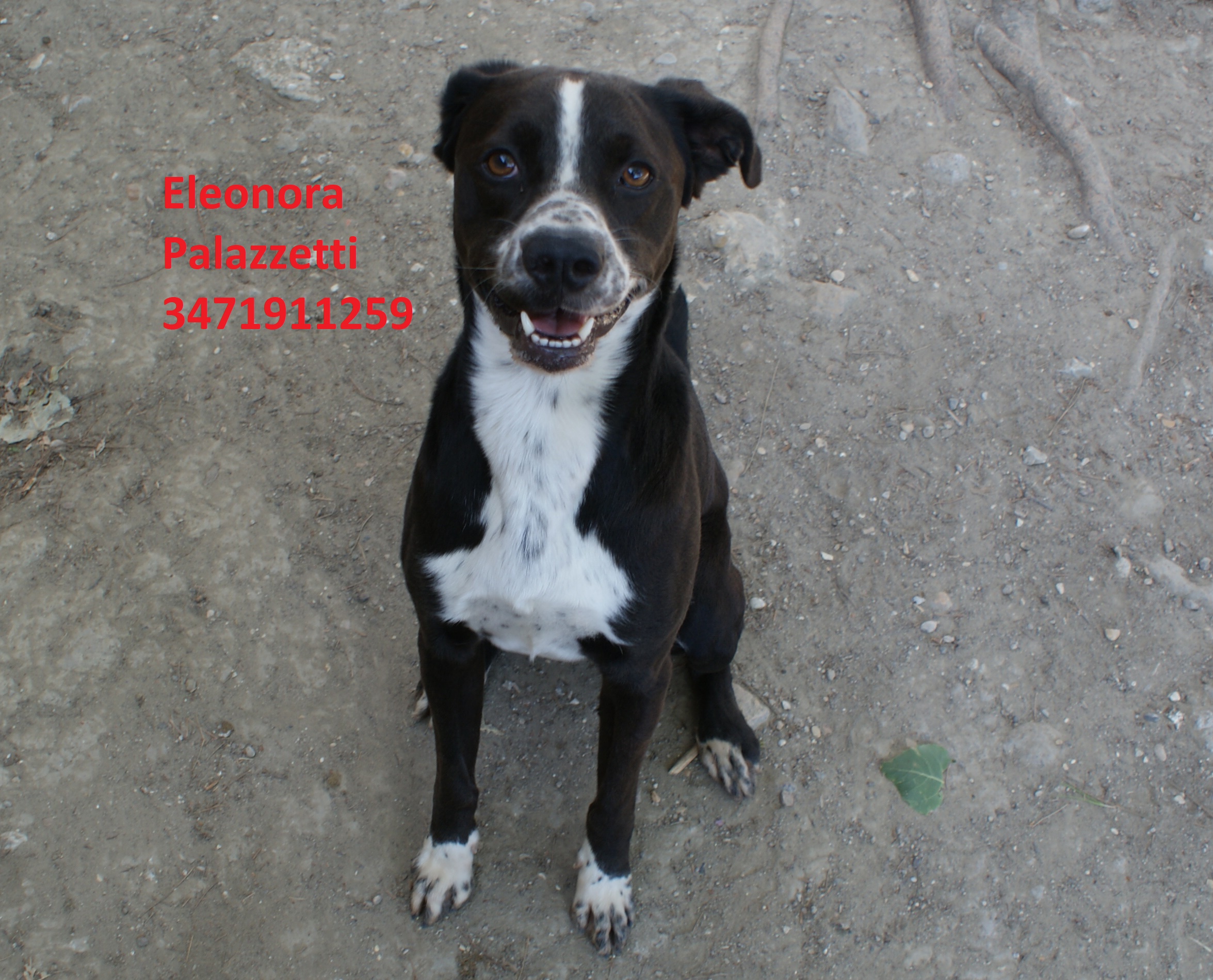 Geppo 24.8.2020 n. 1