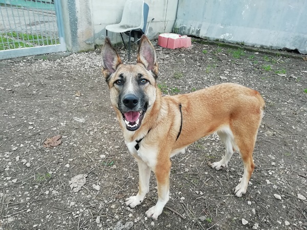 Laika 23.12.20 n. 2