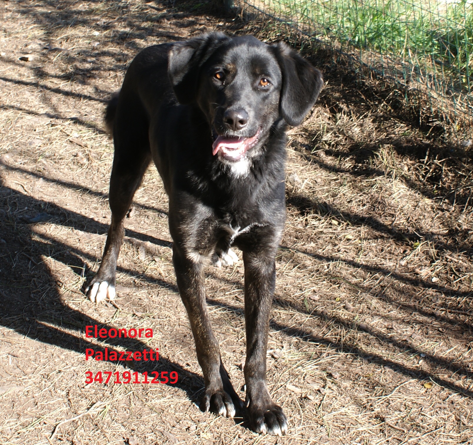 Molly nera 22.1.2020 n. 1