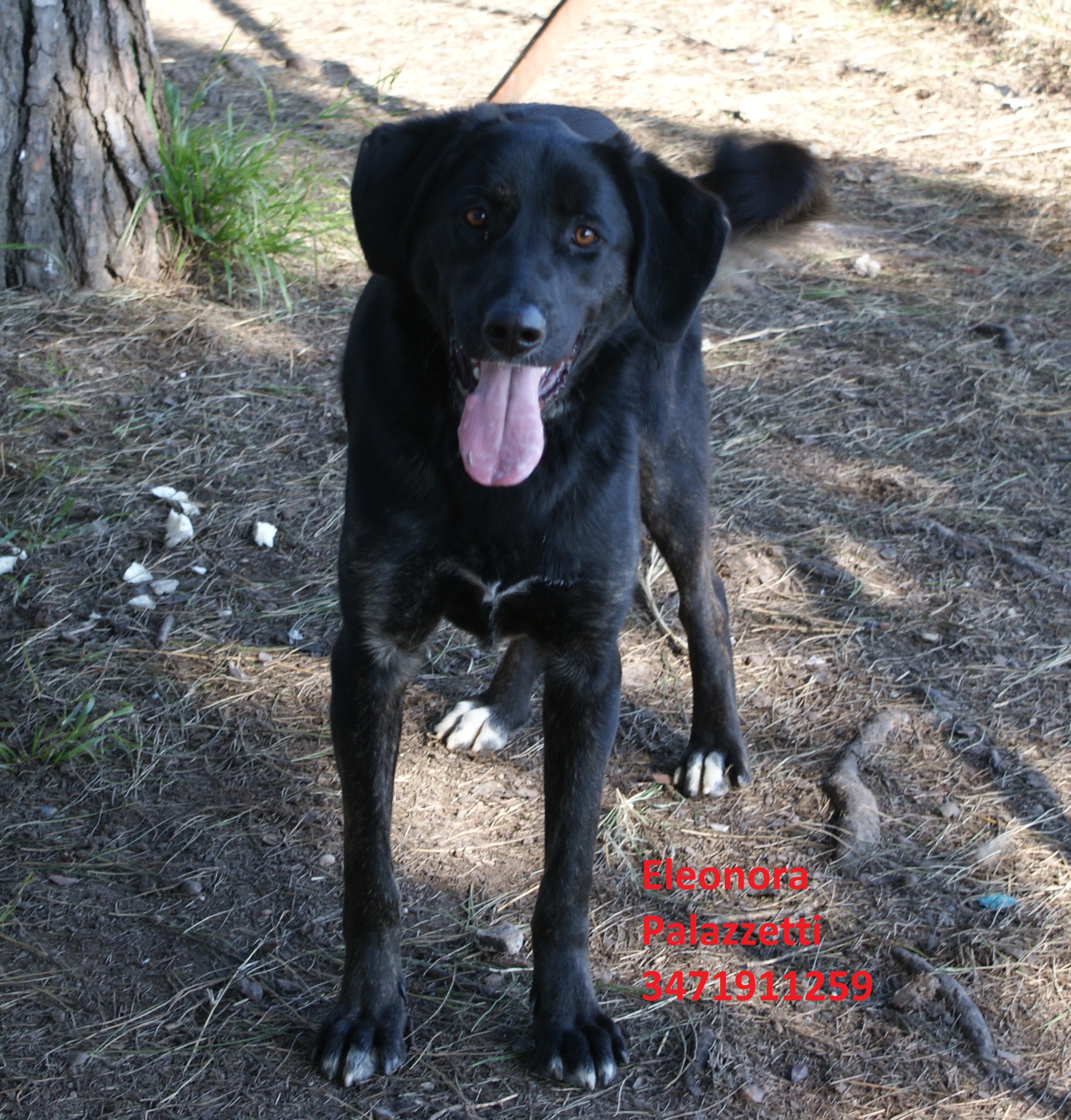 Molly nera 22.1.2020 n. 5