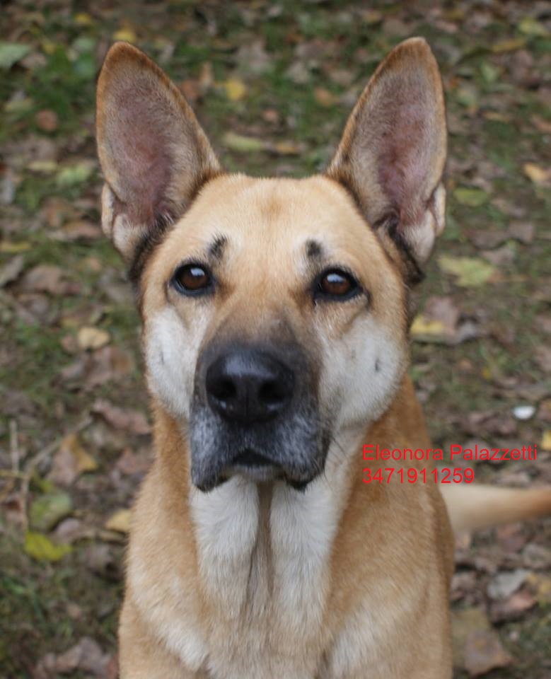 Nocciola 6