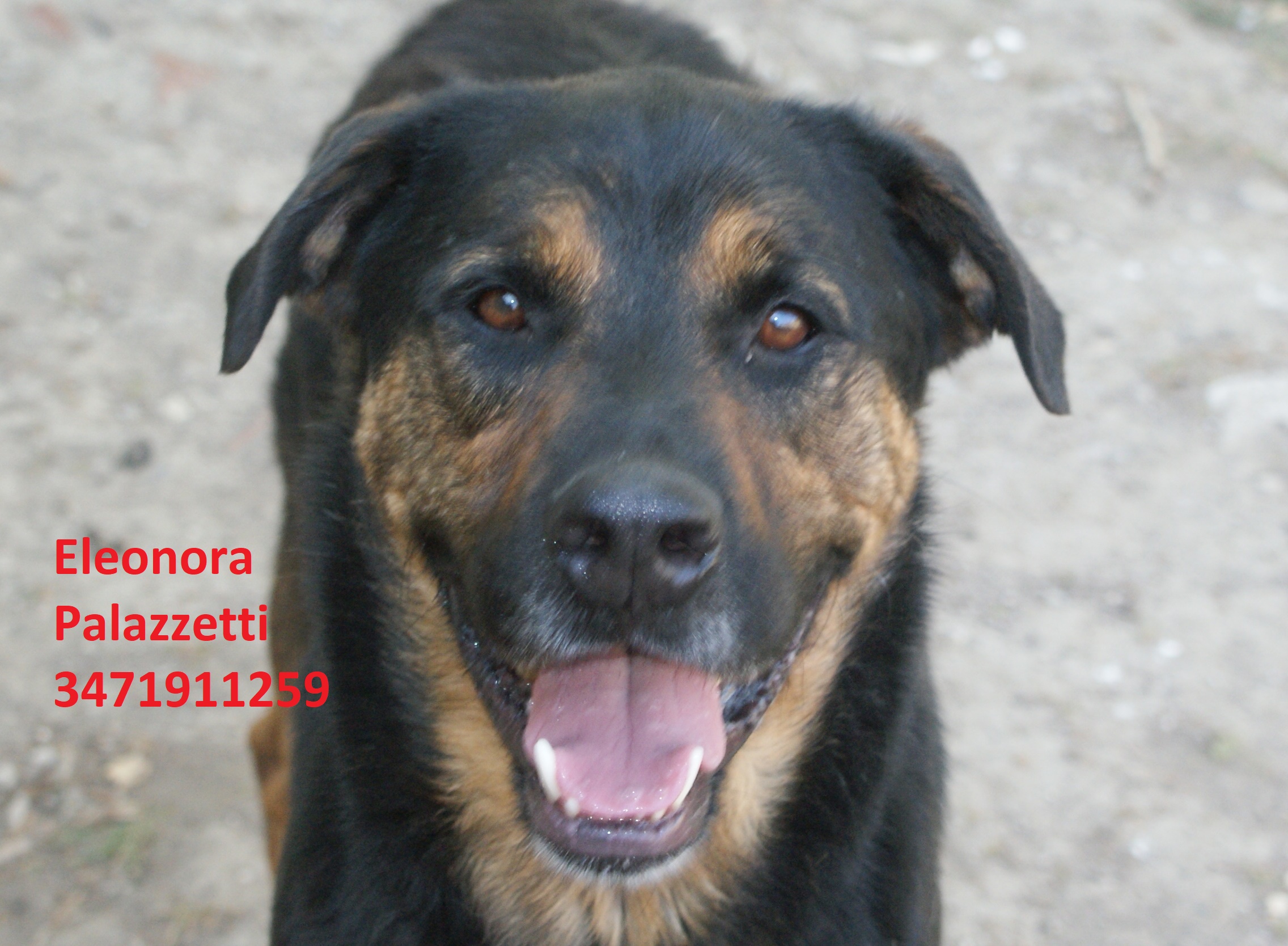 Rambo 15.7.2020 n. 4