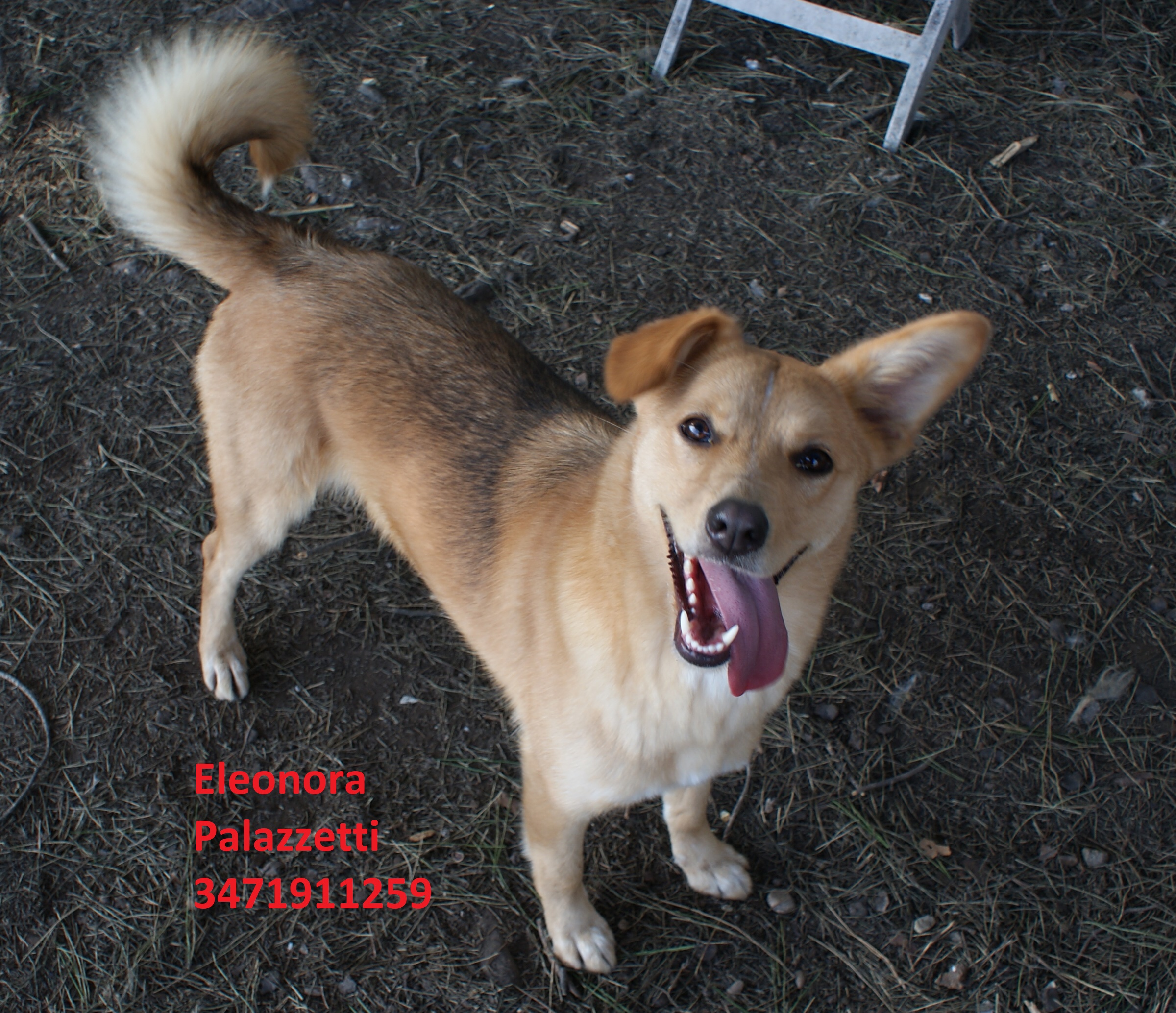 Stella 22.1.2020 n. 1