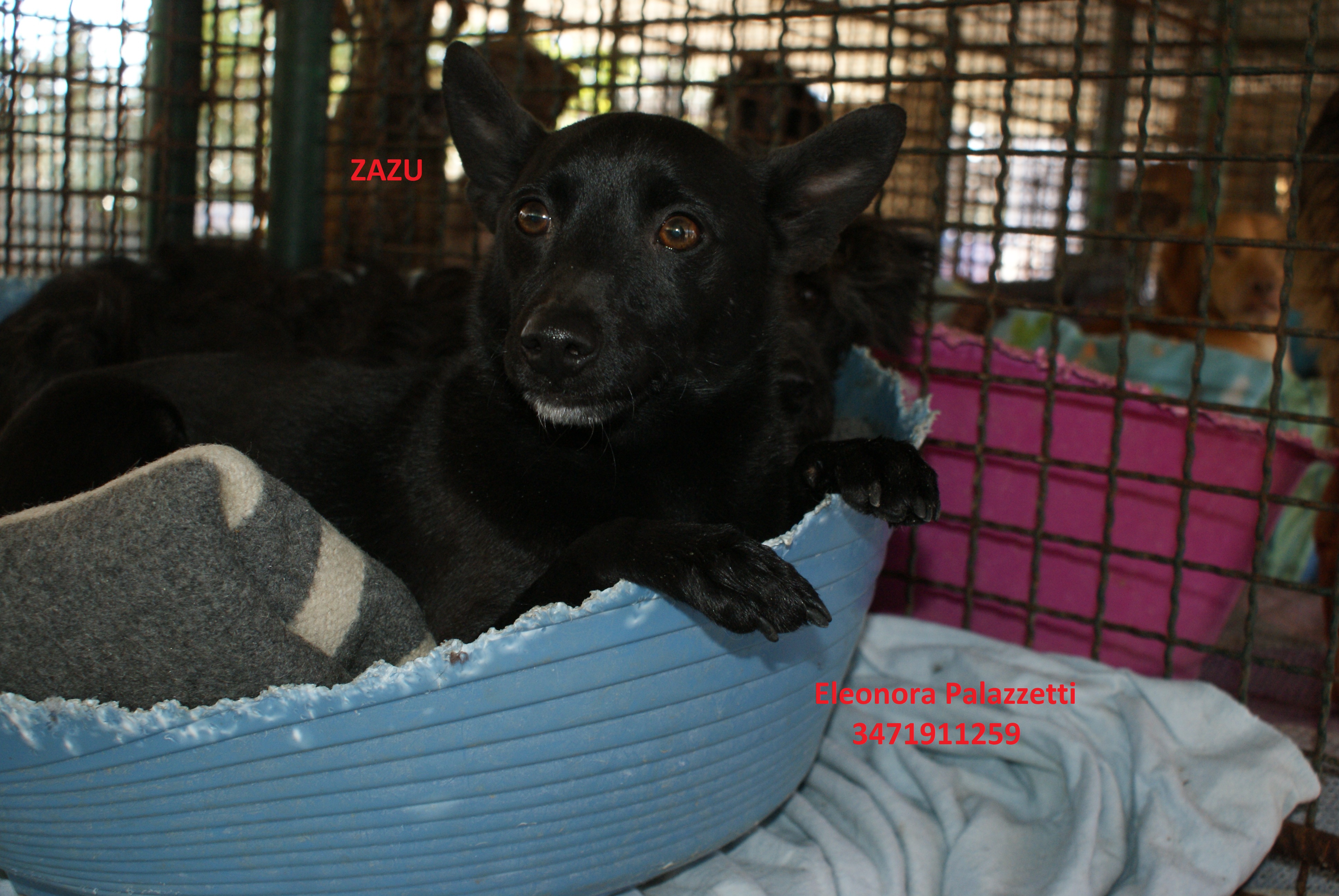 Zazù 27.2.2020 n. 4