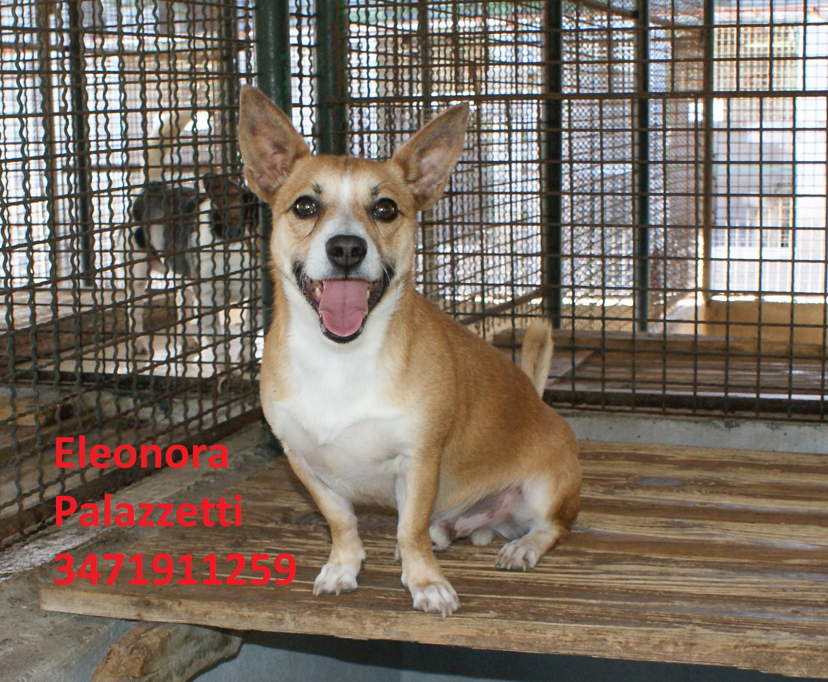 Chicco 21.10.2020 n. 8