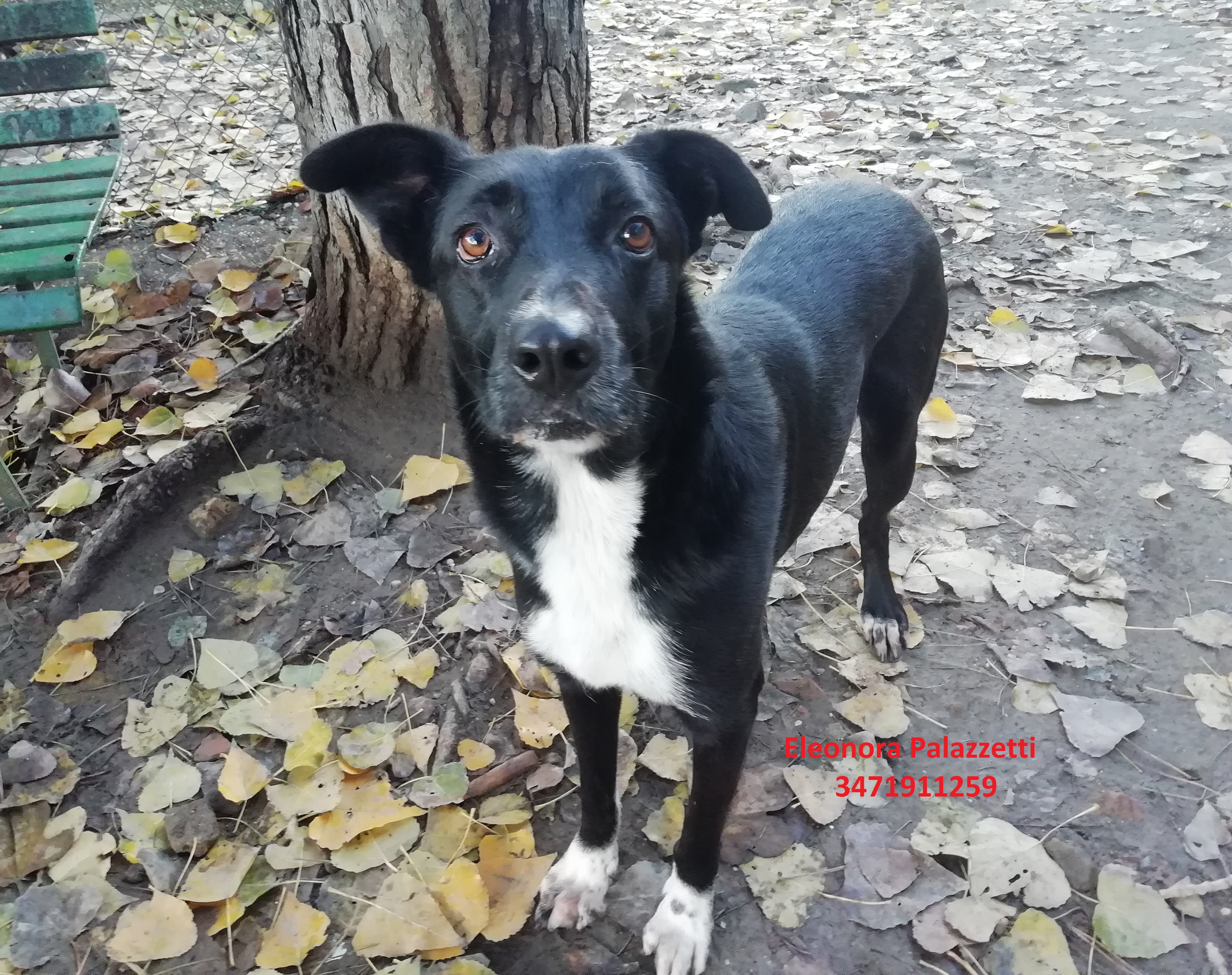 Dixie 3.12.2020 n. 1