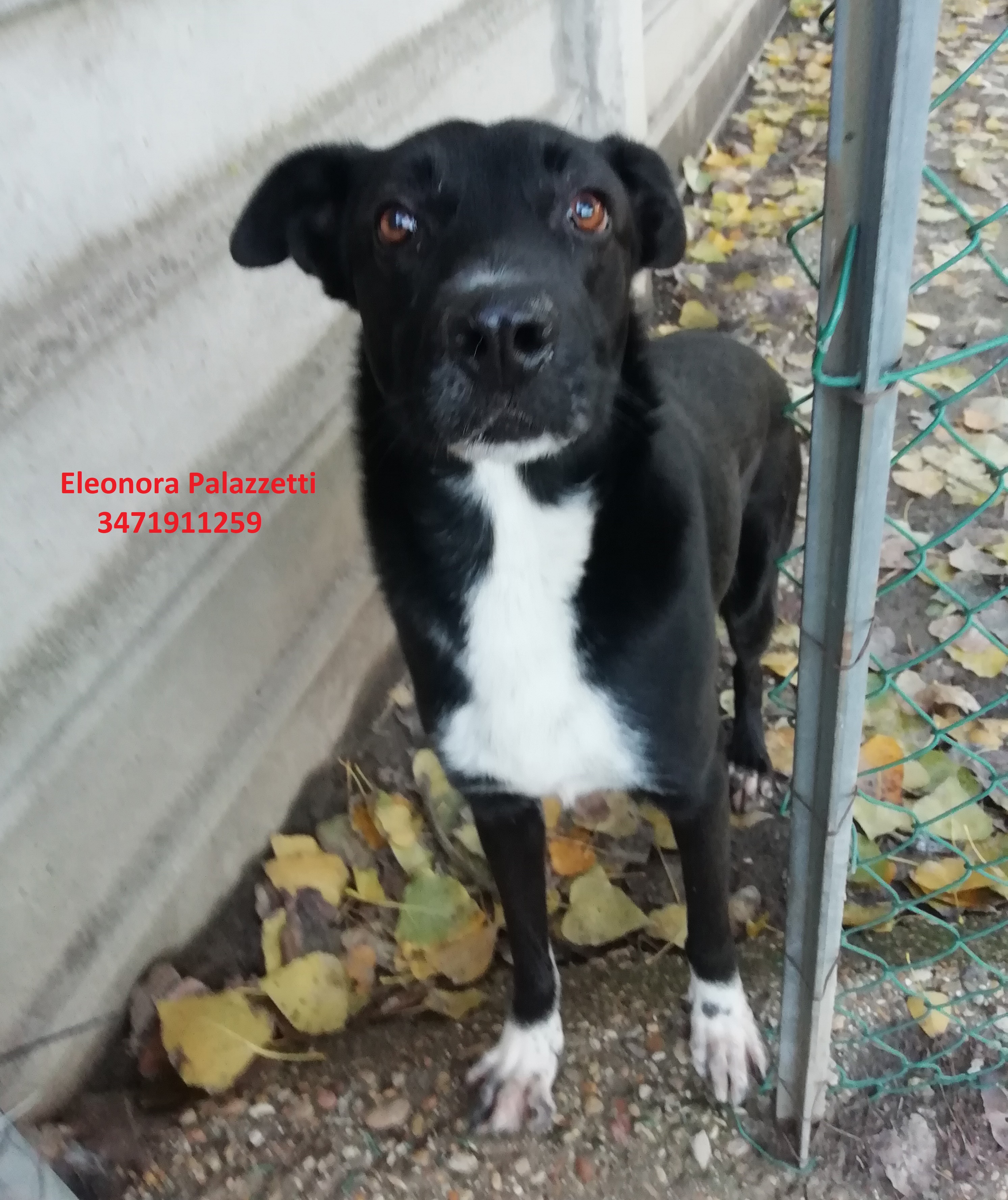 Dixie 3.12.2020 n. 2