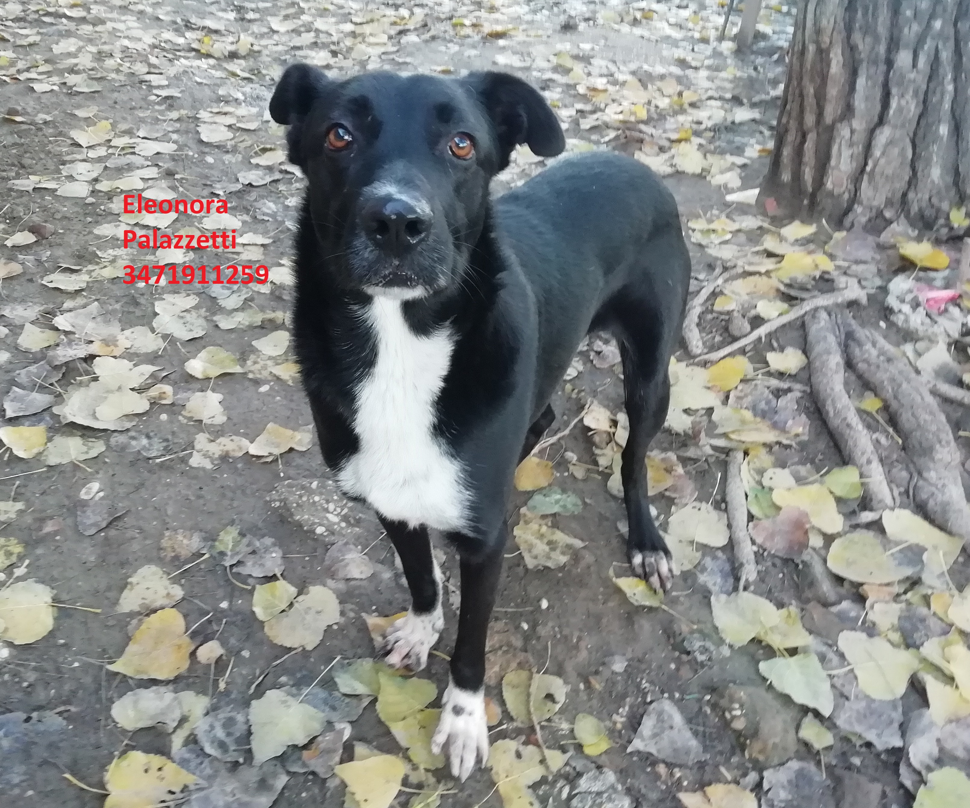 Dixie 3.12.2020 n. 4