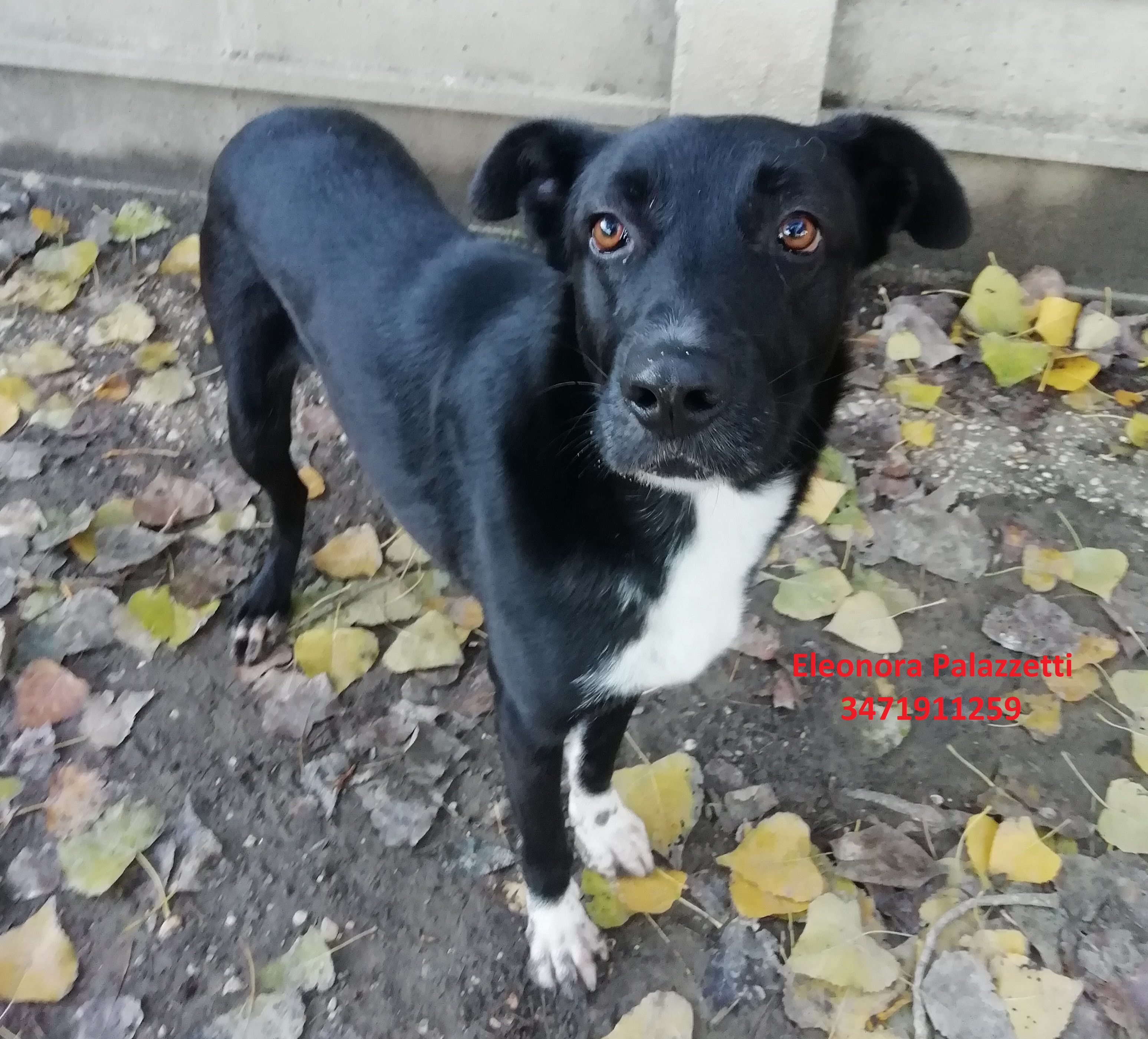 Dixie 3.12.2020 n. 5