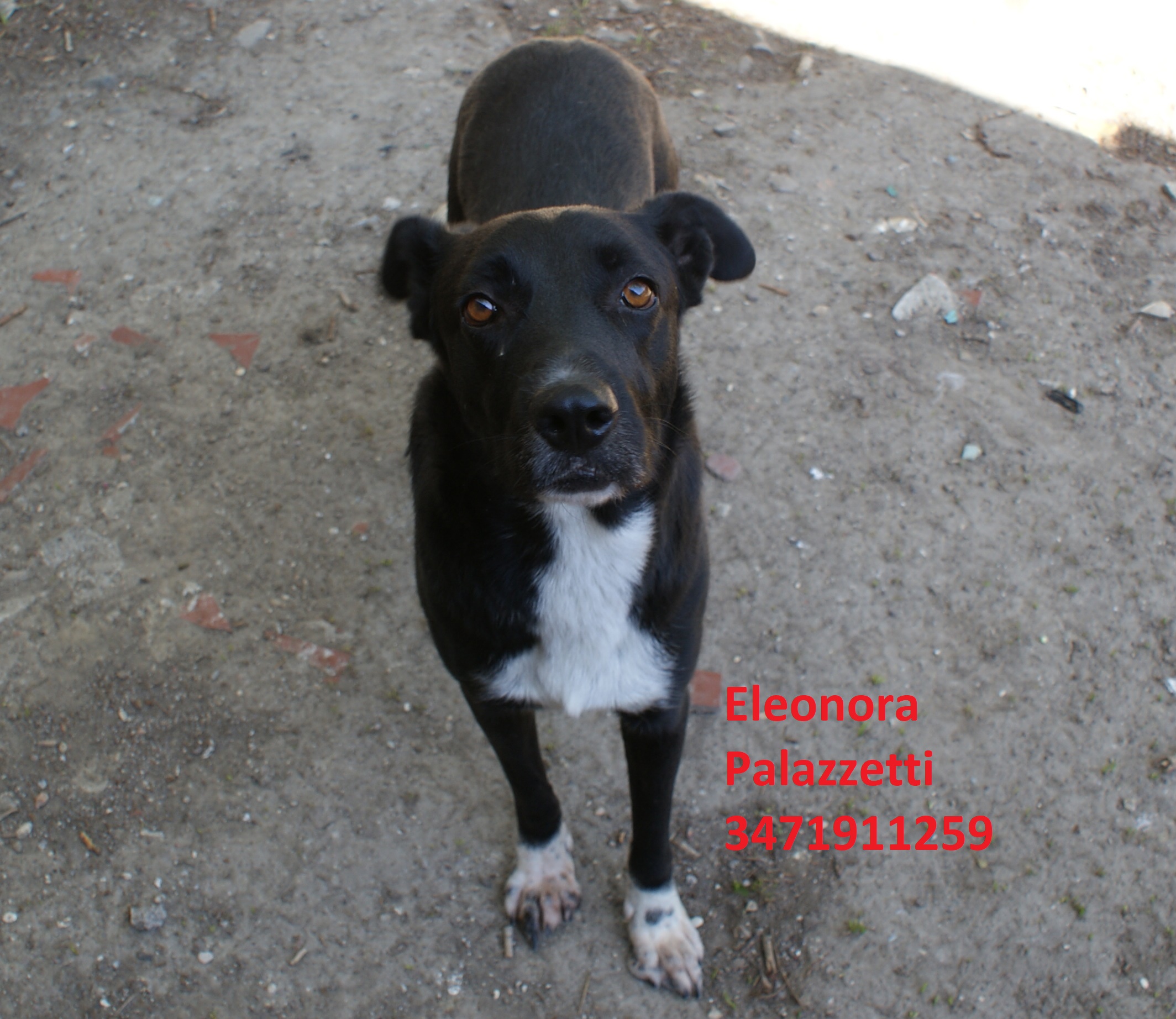Dixie 3.9.2020 n. 1