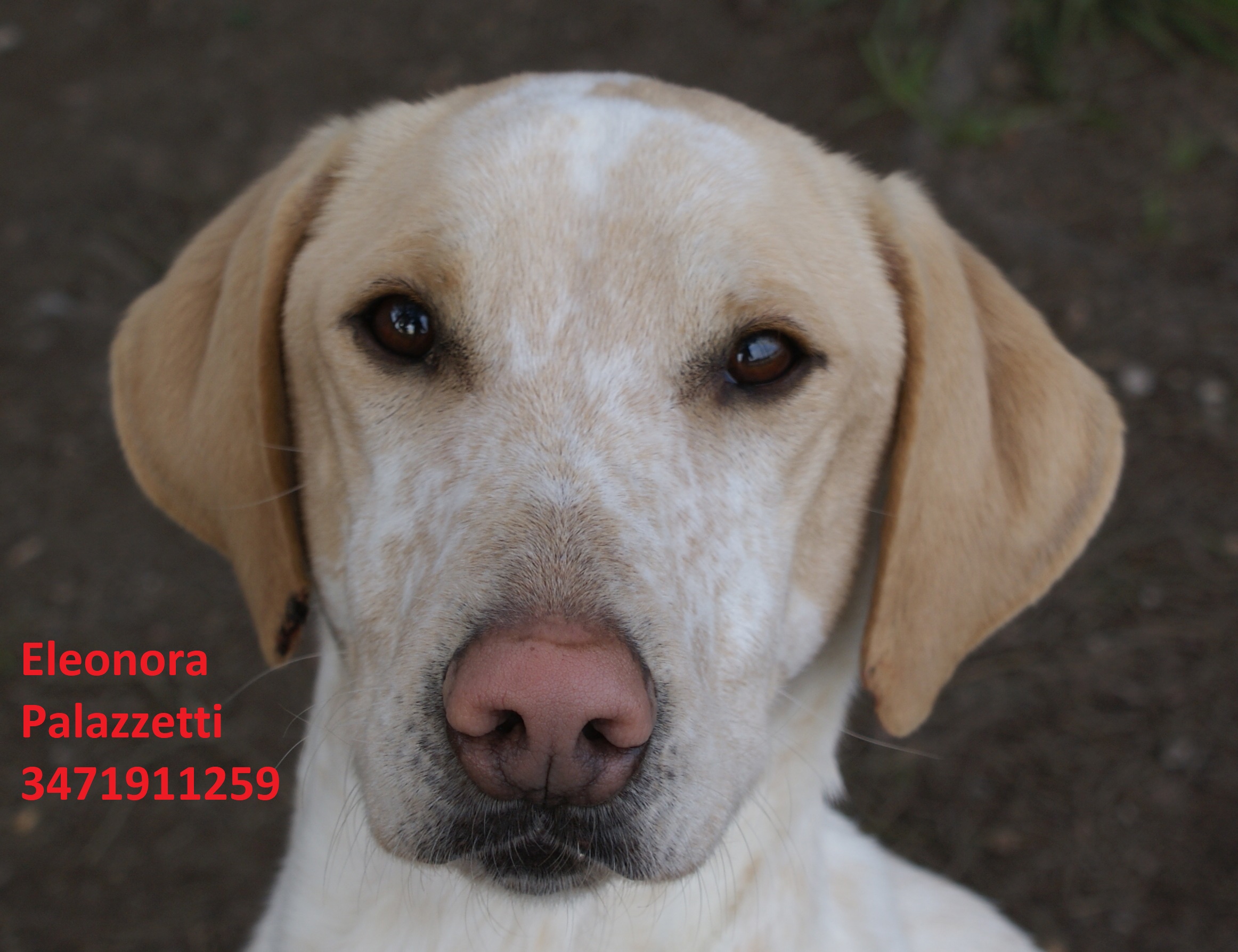 Romeo 20.2.2021 n. 4