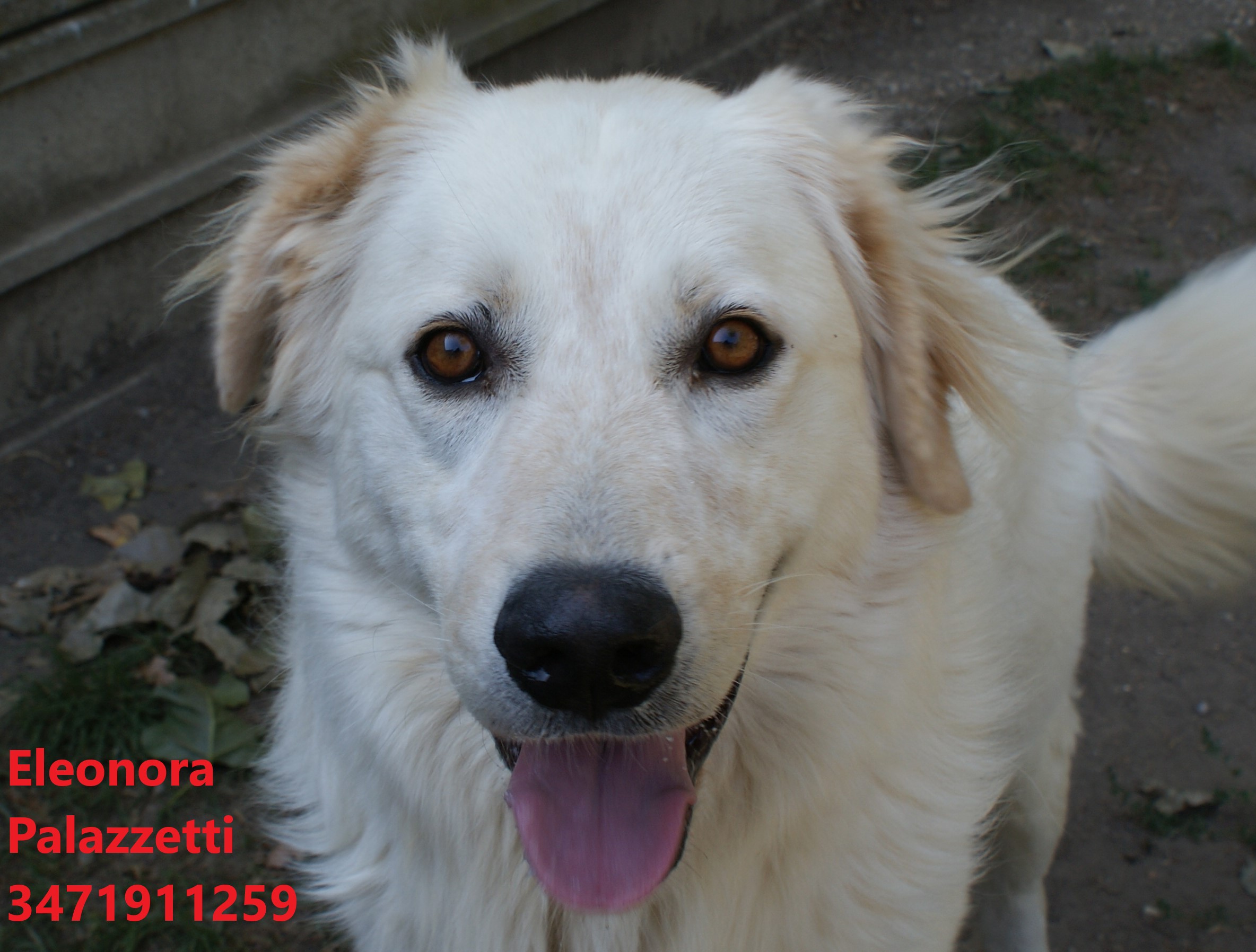Tobia golden 23.7.2021 n. 3