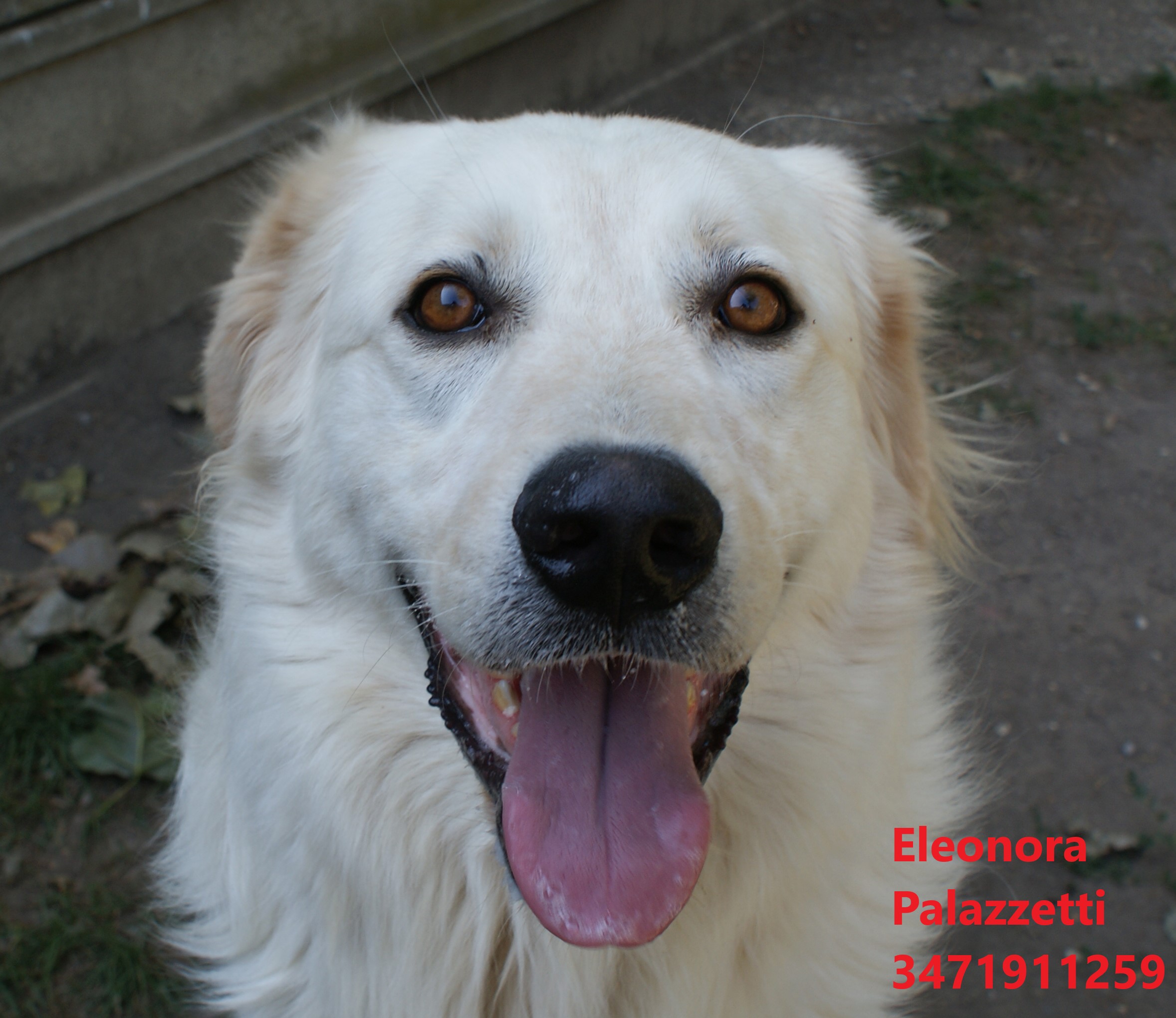 Tobia golden 23.7.2021 n. 4
