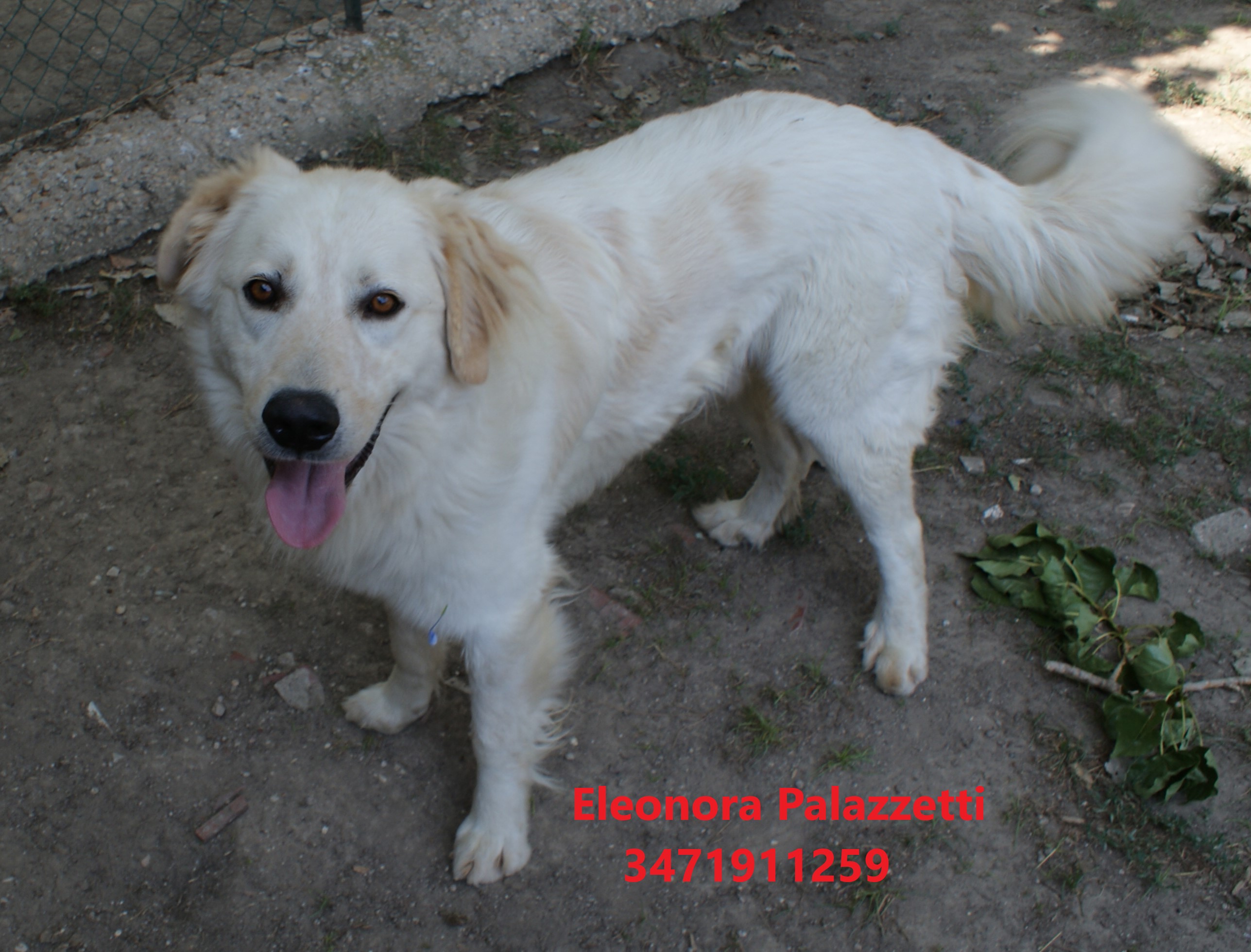 Tobia golden 23.7.2021 n. 8