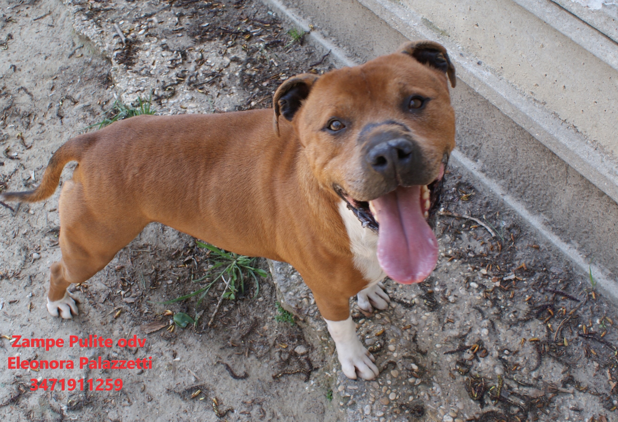 Bacco 6.04.2023 n. 5