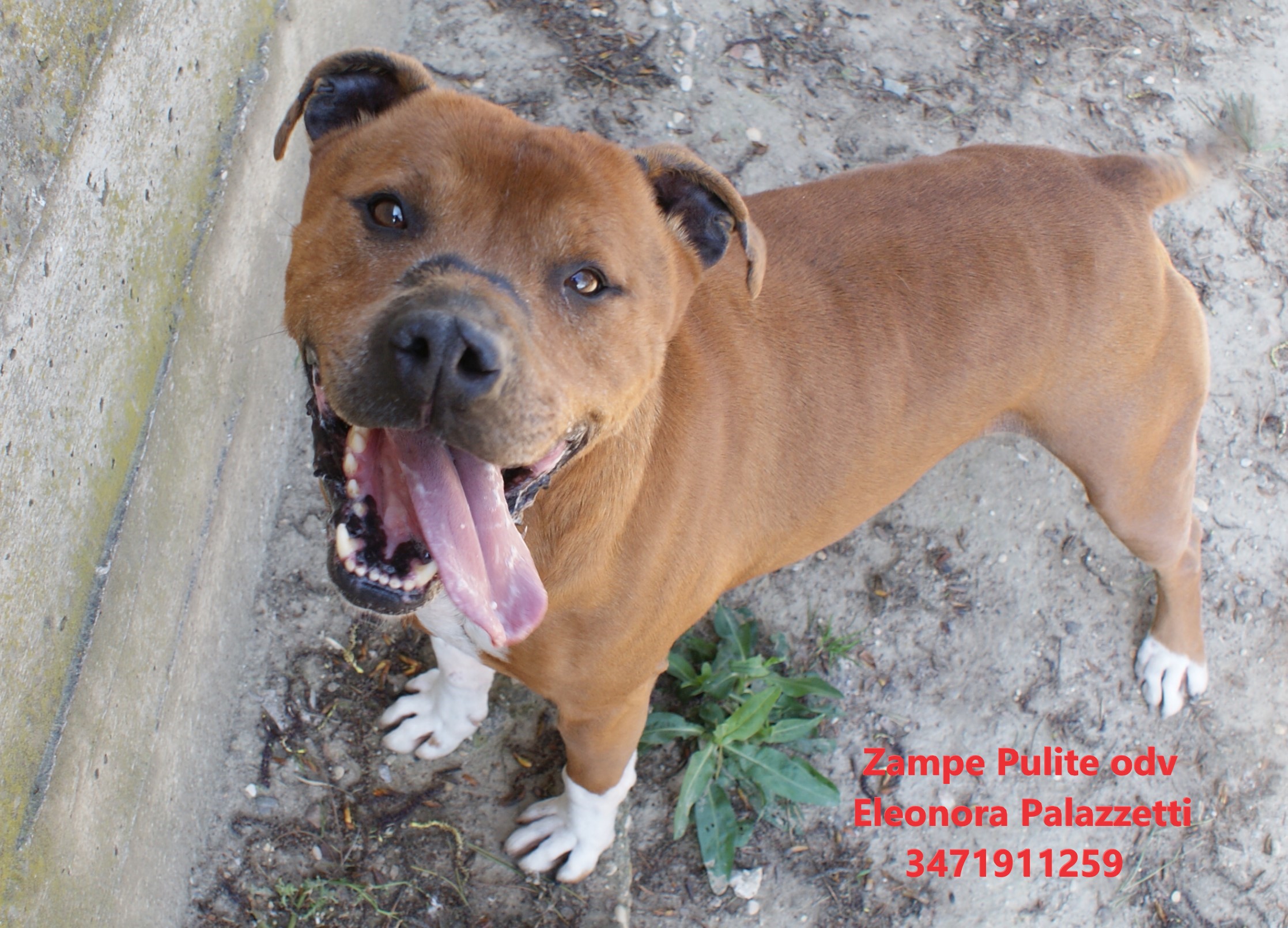 Bacco 6.04.2023 n. 7