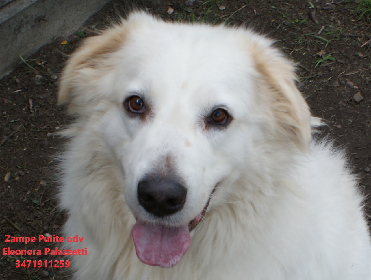 Baloo 23.05.2023 n. 2