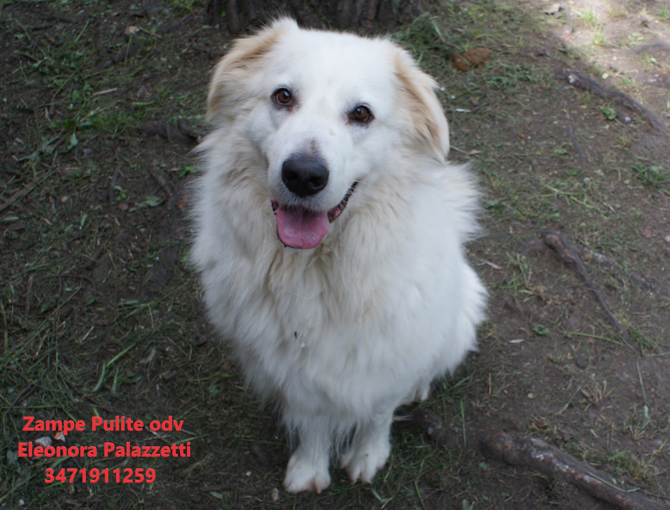 Baloo 23.05.2023 n. 7