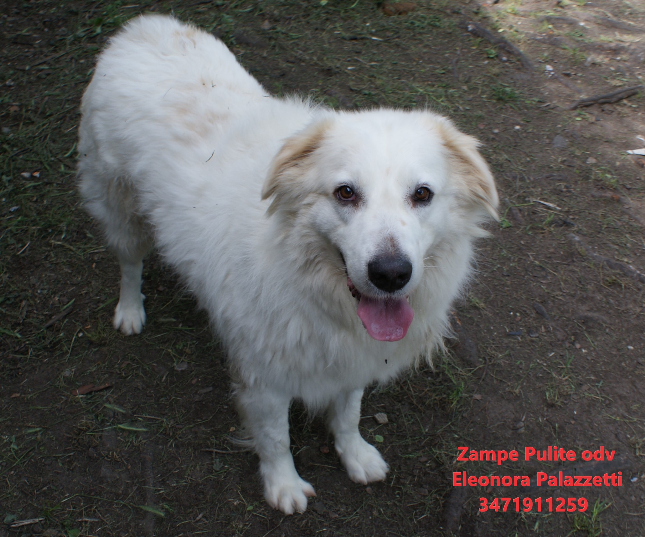 Baloo 23.05.2023 n. 8