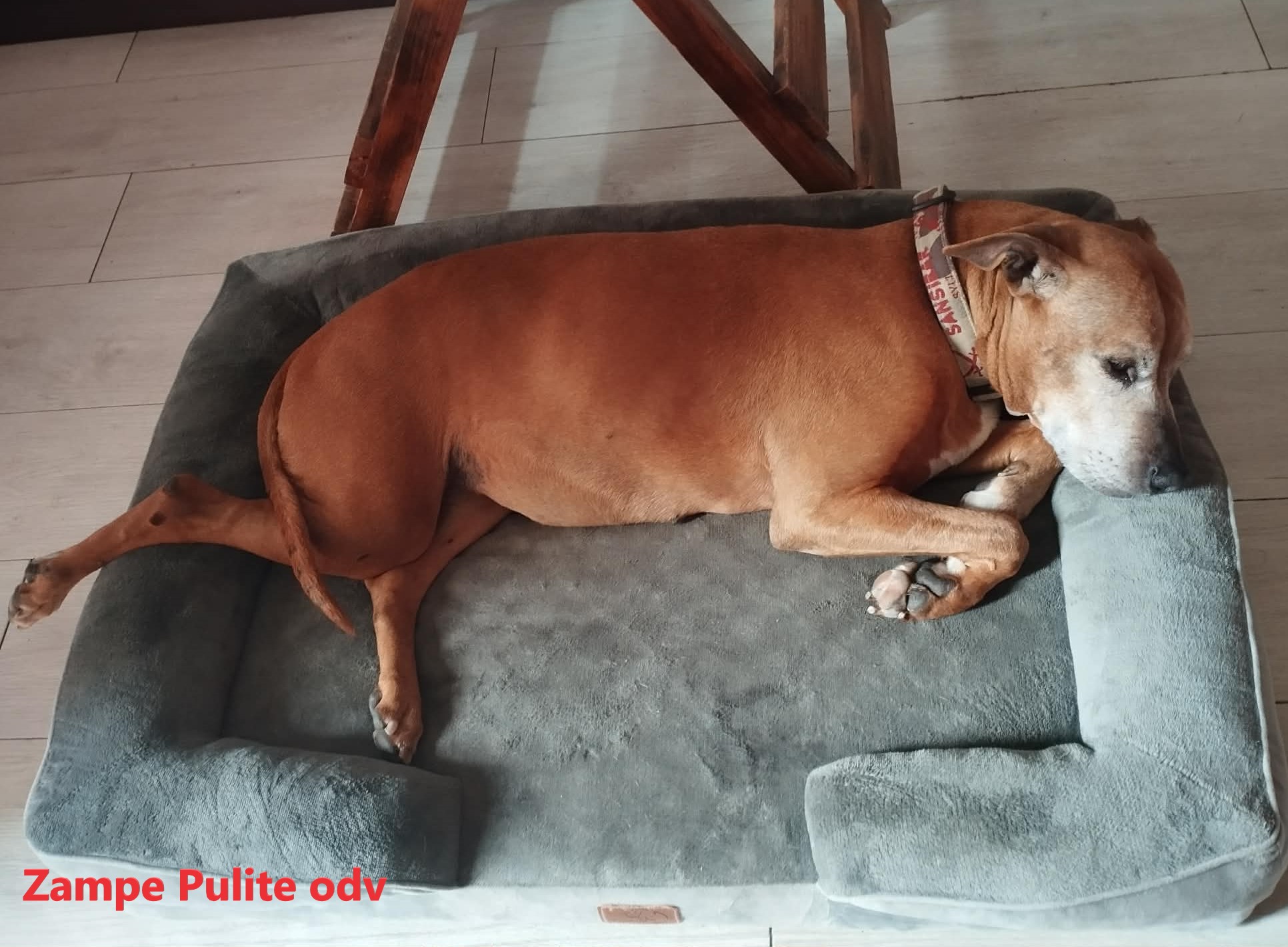 Bulla 16.03.2026 n. 4