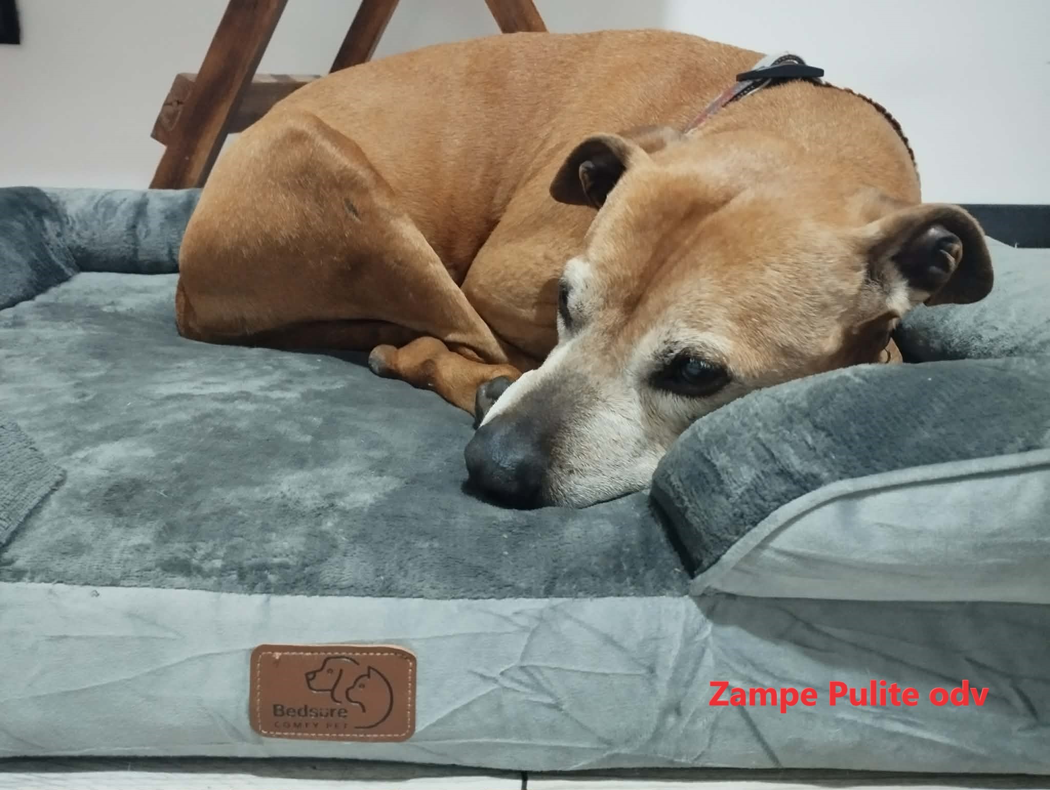 Bulla 22.02.2026 n. 4