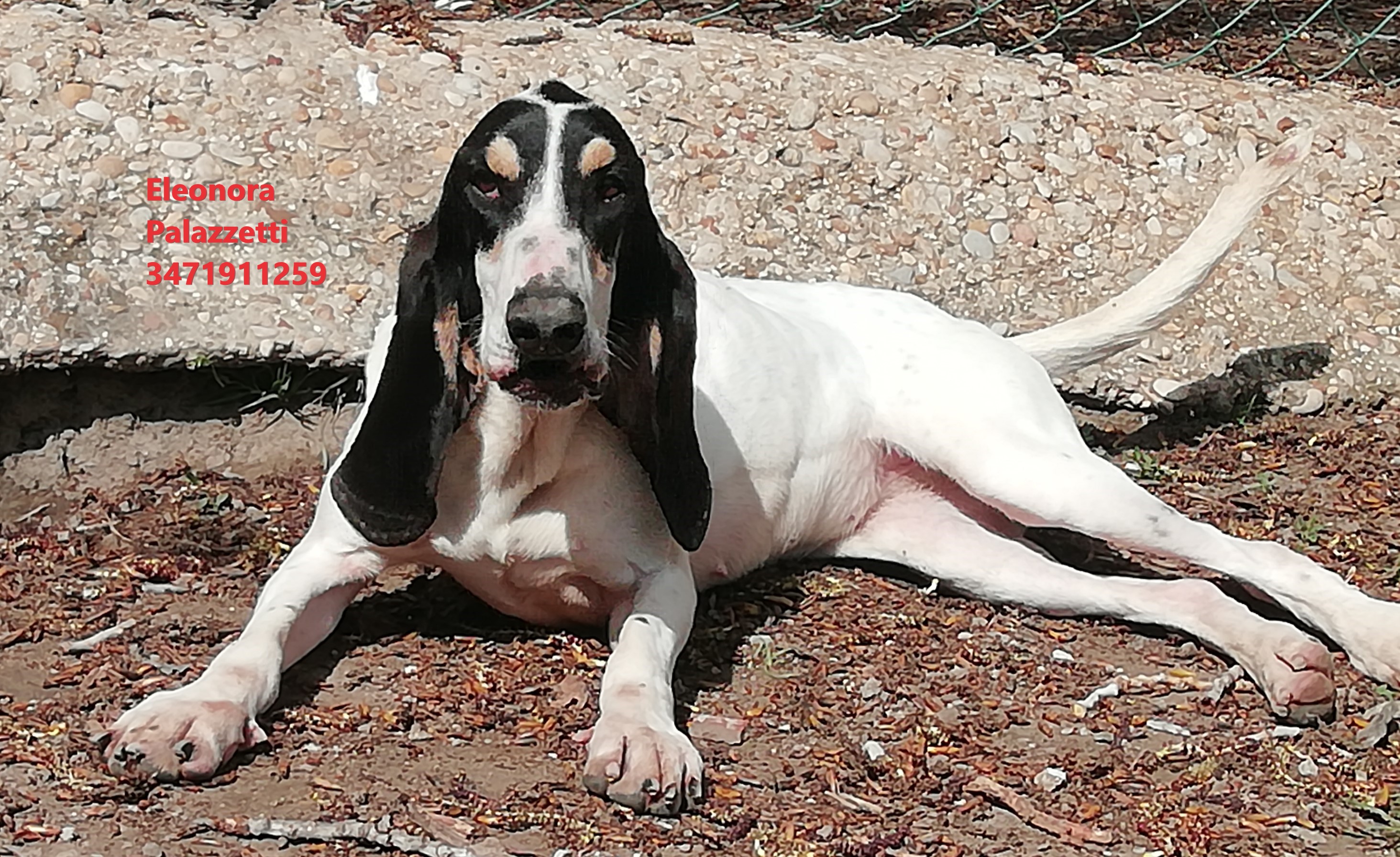Chicca ariegeois 7.4.2022 n. 2