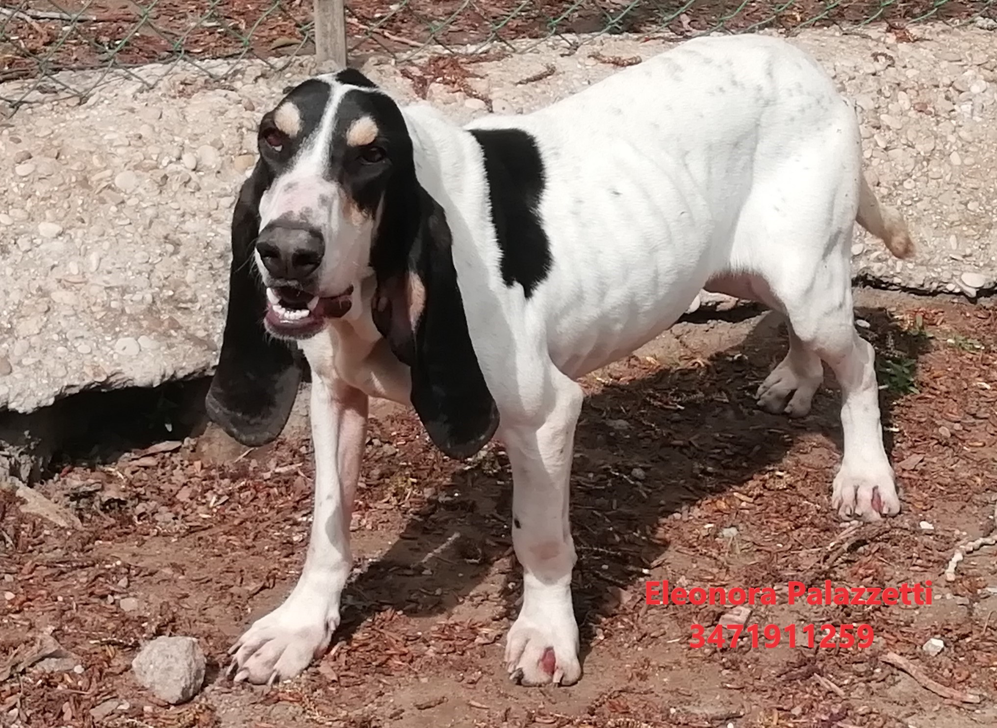 Chicca ariegeois 7.4.2022 n. 4