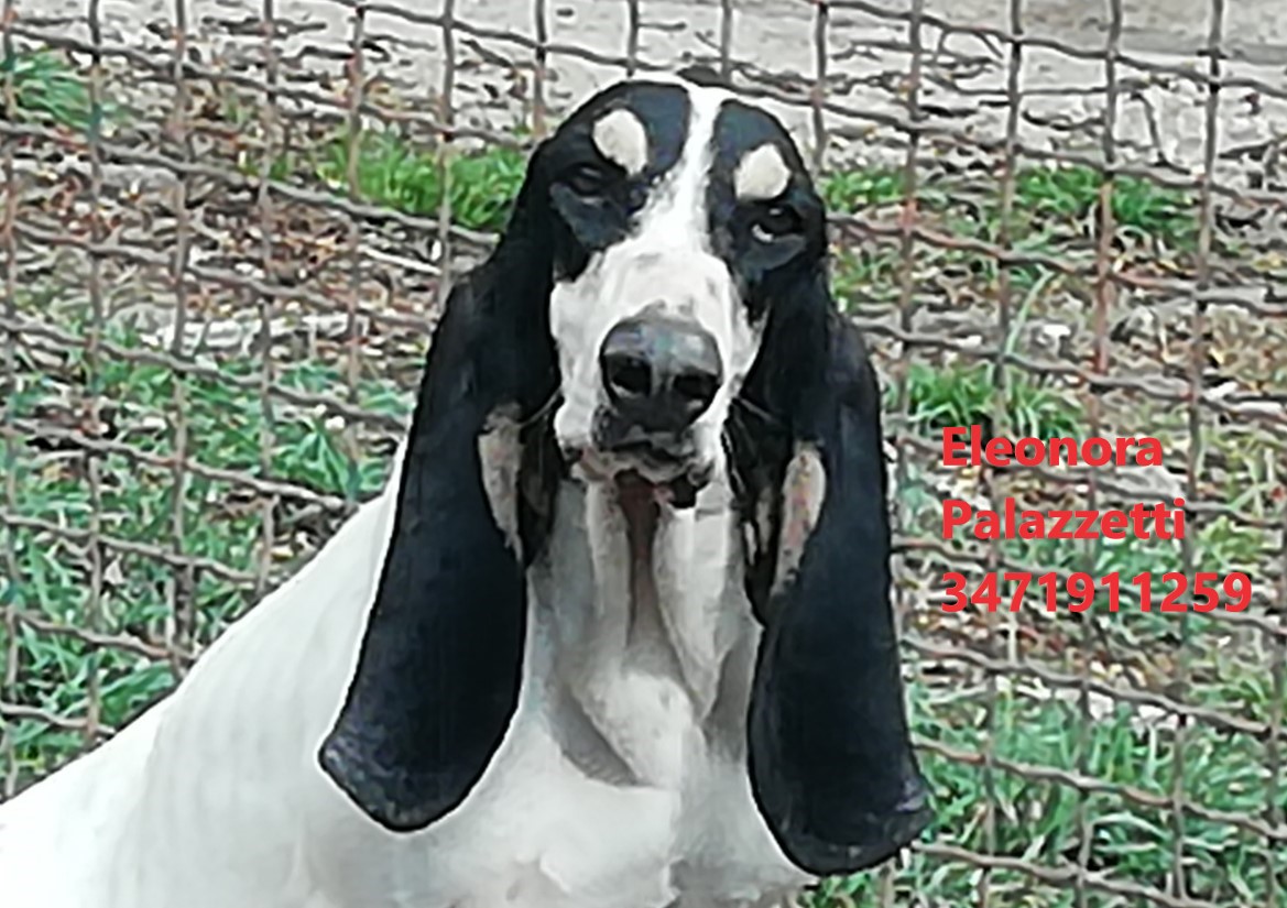 Chicca ariegeois 7.4.2022 n. 5
