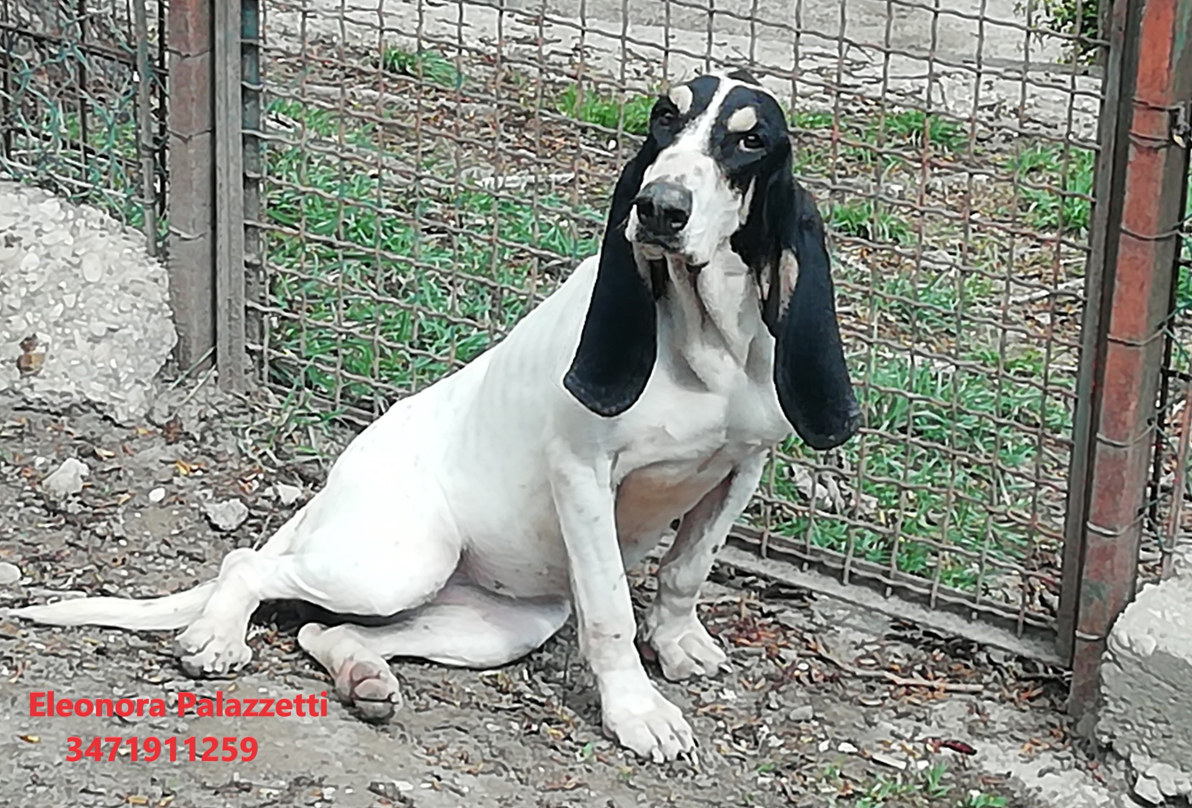 Chicca ariegeois 7.4.2022 n. 6