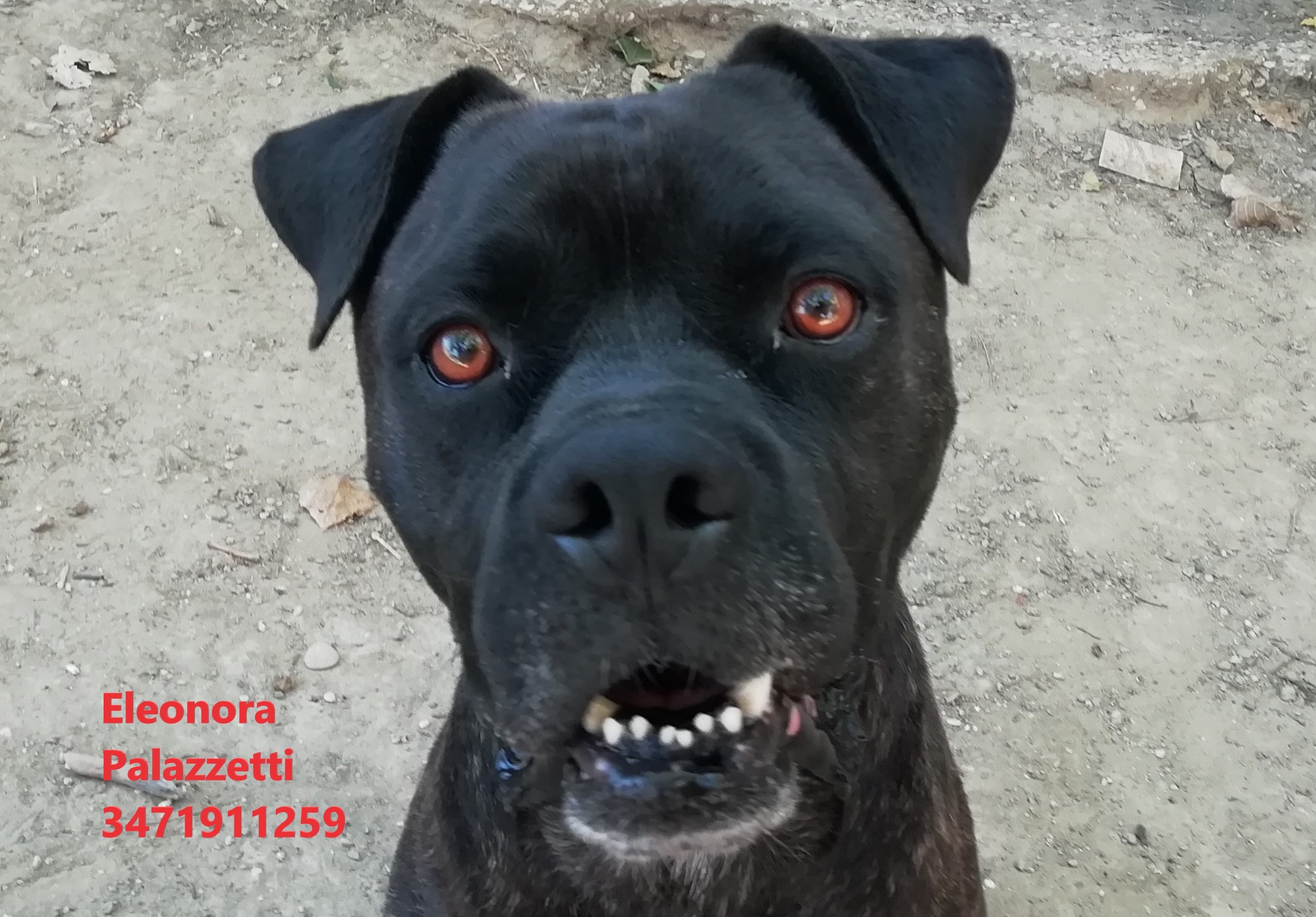 Ciro Dark 30.6.2021 n. 9