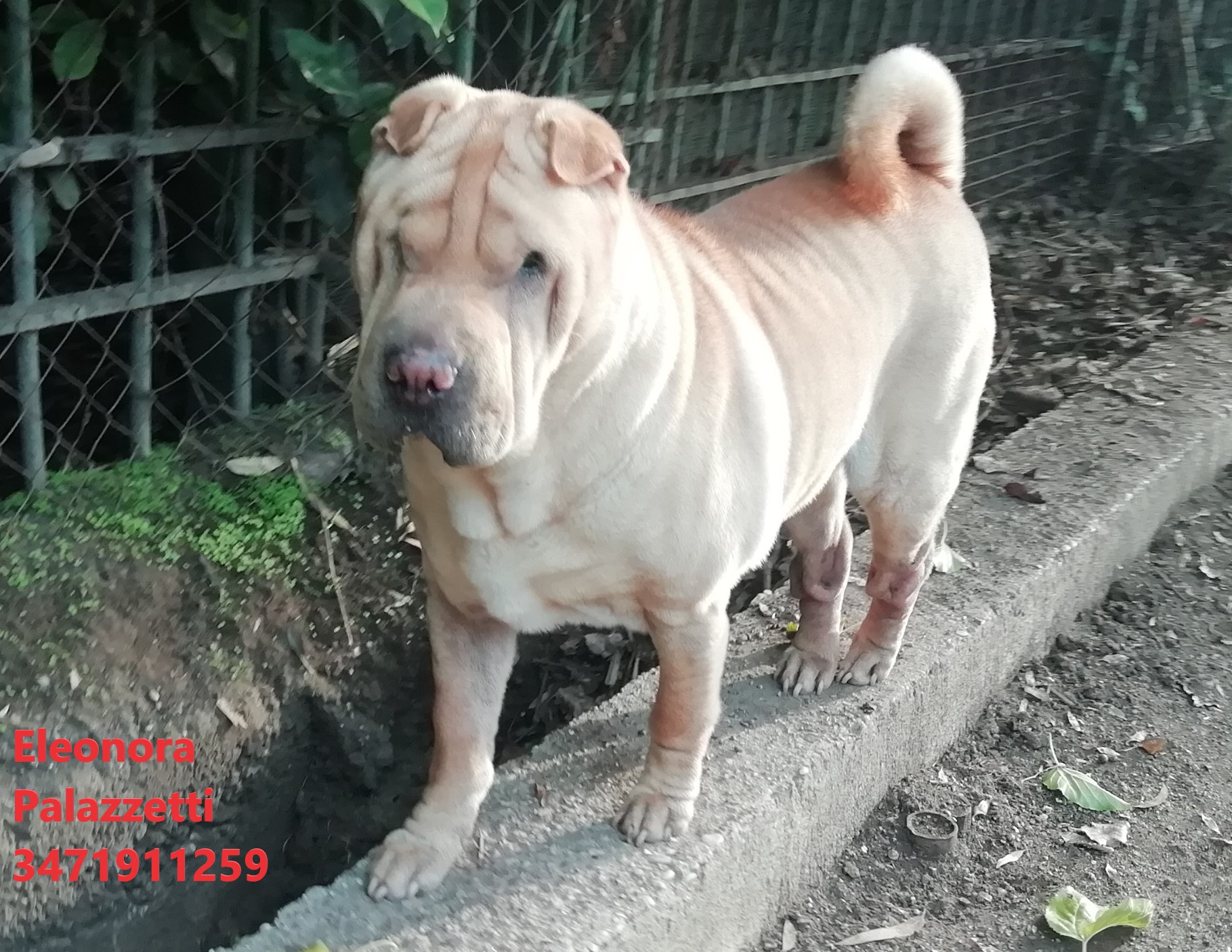 Lella 6.10.2022 n. 3