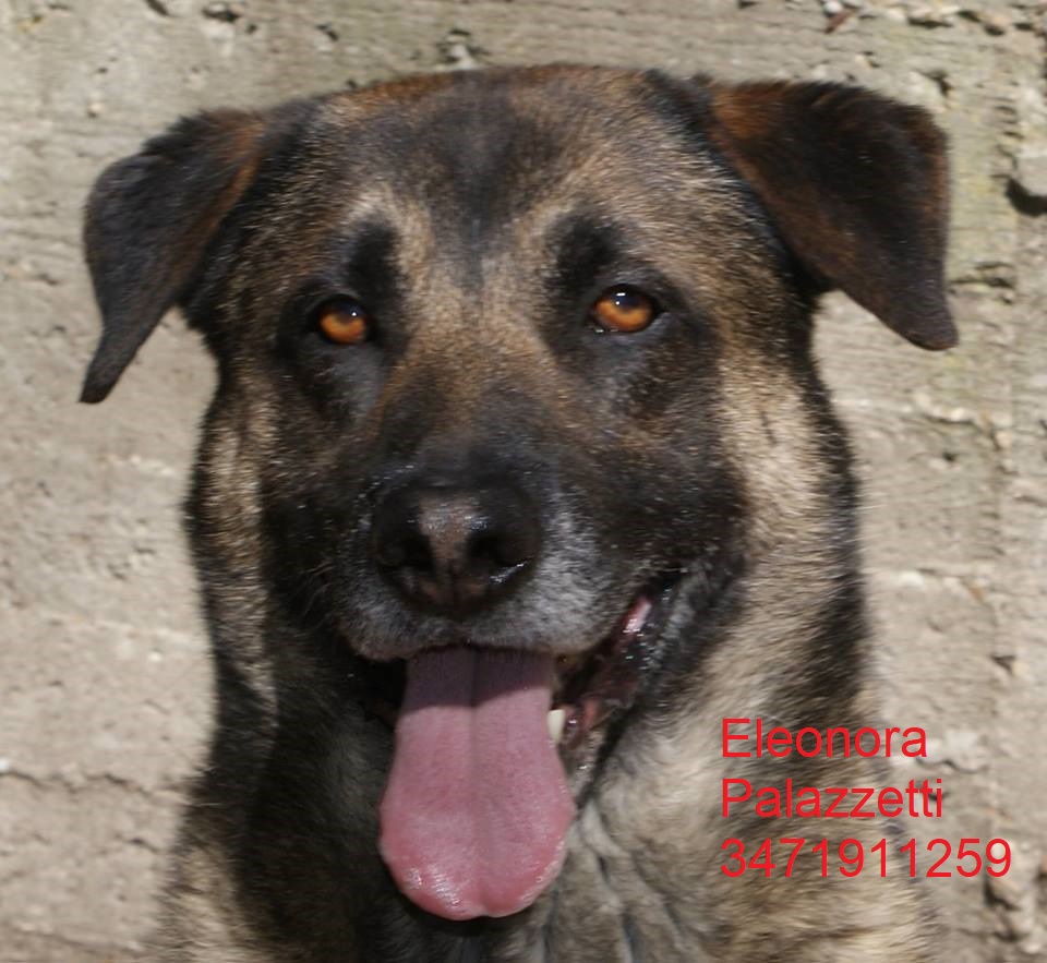 Lupo Alberto 11