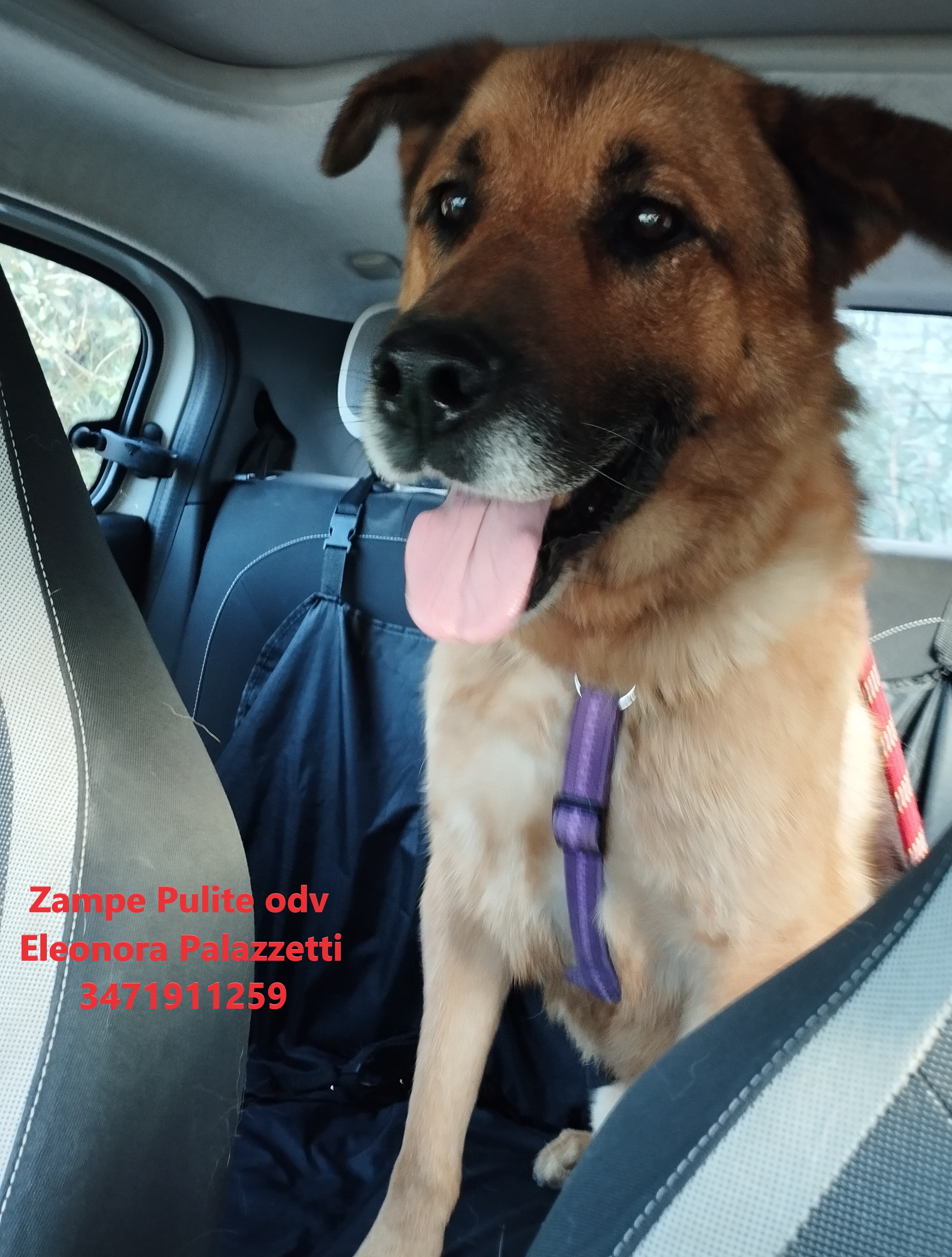 Lupo 20.02.2024 n. 1