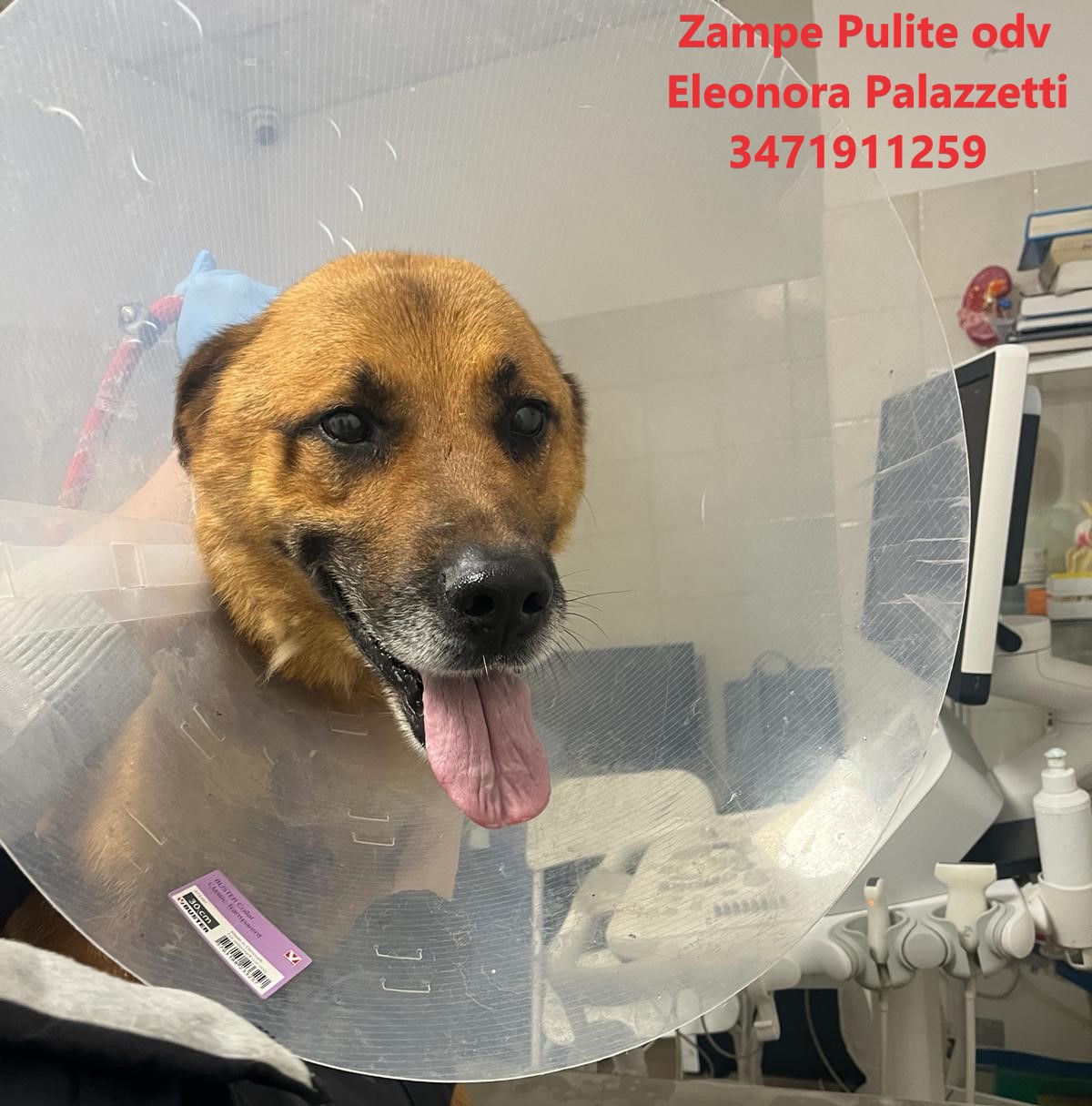 Lupo 20.02.2024 n. 5