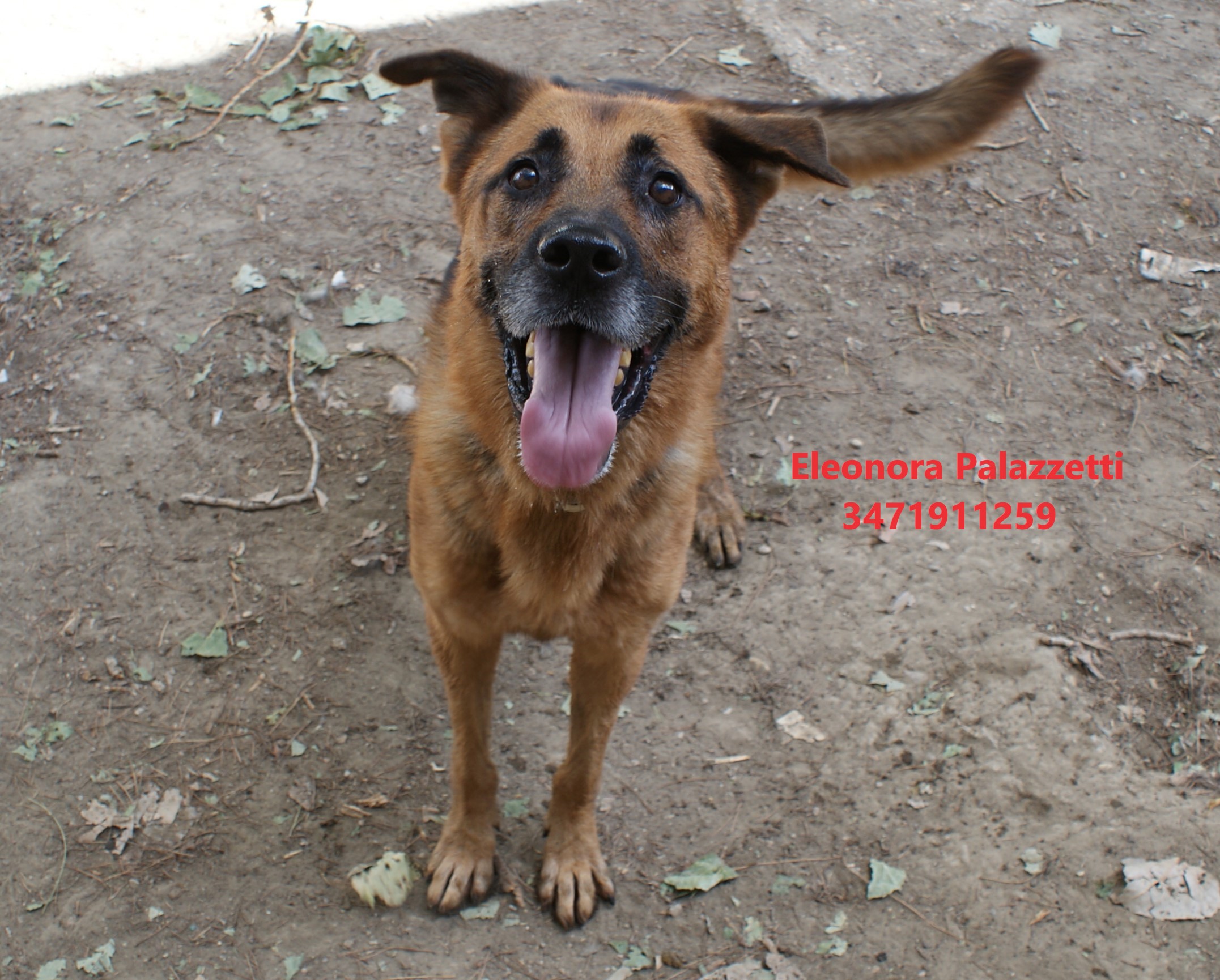 Lupo 22.09.2022 n. 5