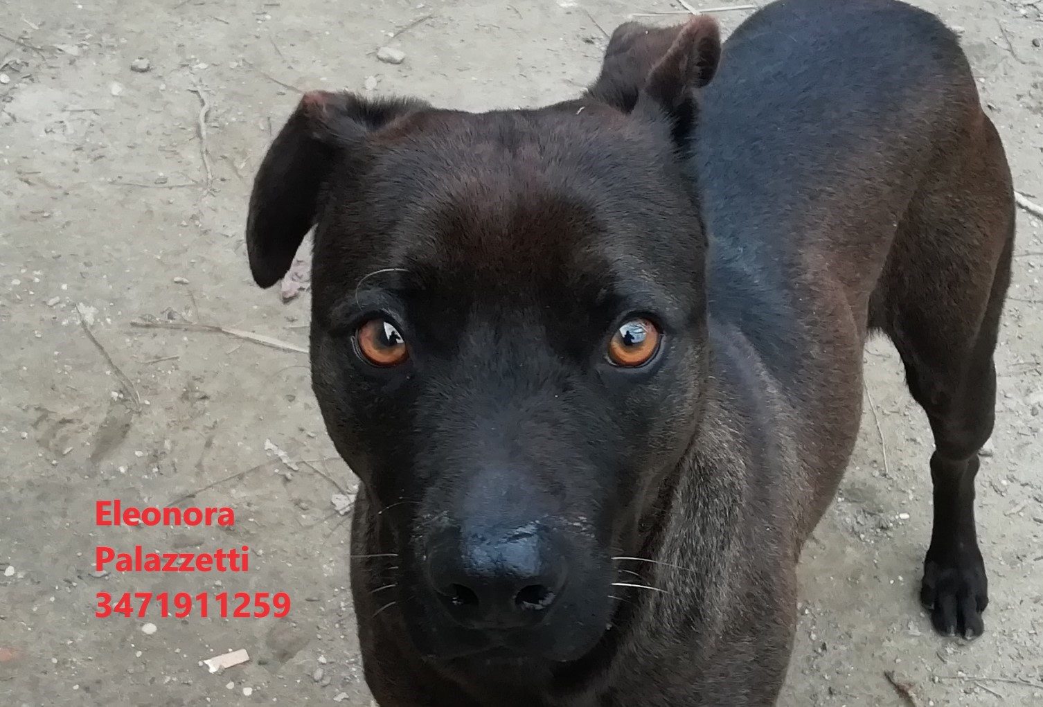 Picchio 28.1.2021 n. 9